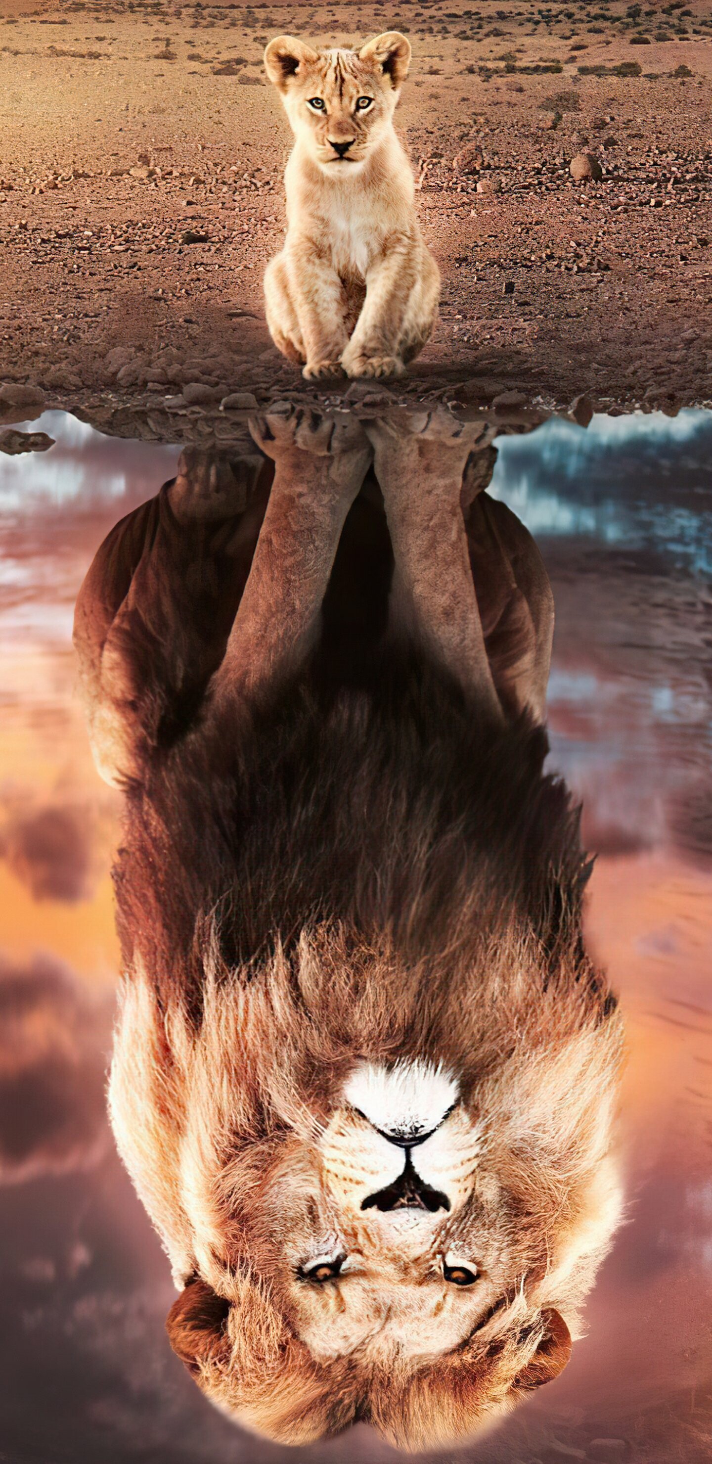 The Lion King 2019, Movie, 1440x2960 HD Phone