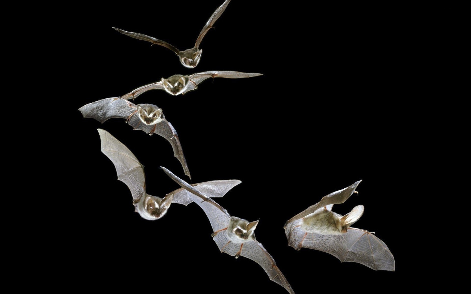 Distinctive bat, Bat silhouette, Dark beauty, Striking wallpaper, 1920x1200 HD Desktop