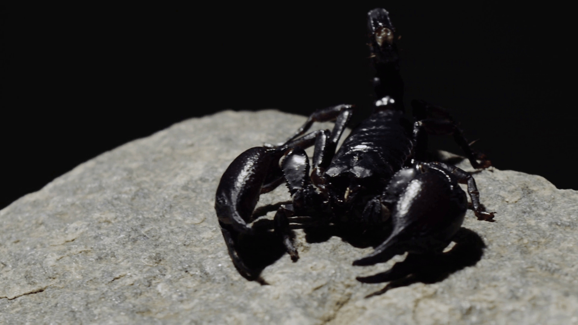 Animal scorpion wallpapers, High quality images, Arachnid photography, Striking visuals, 1920x1080 Full HD Desktop