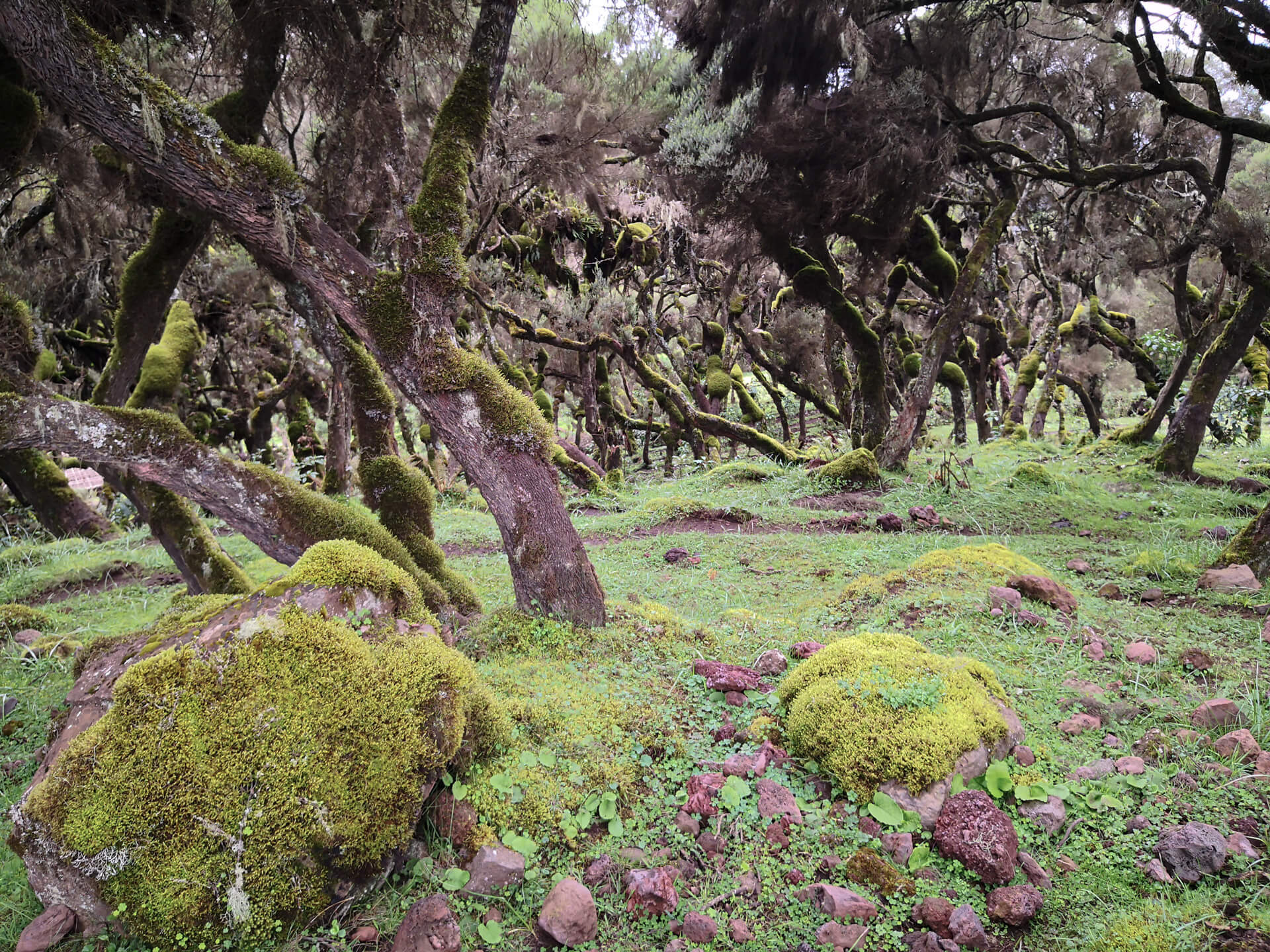 Bale Mountains National Park, Ethiopia, Adventure awaits, Astonishing landscapes, 1920x1440 HD Desktop