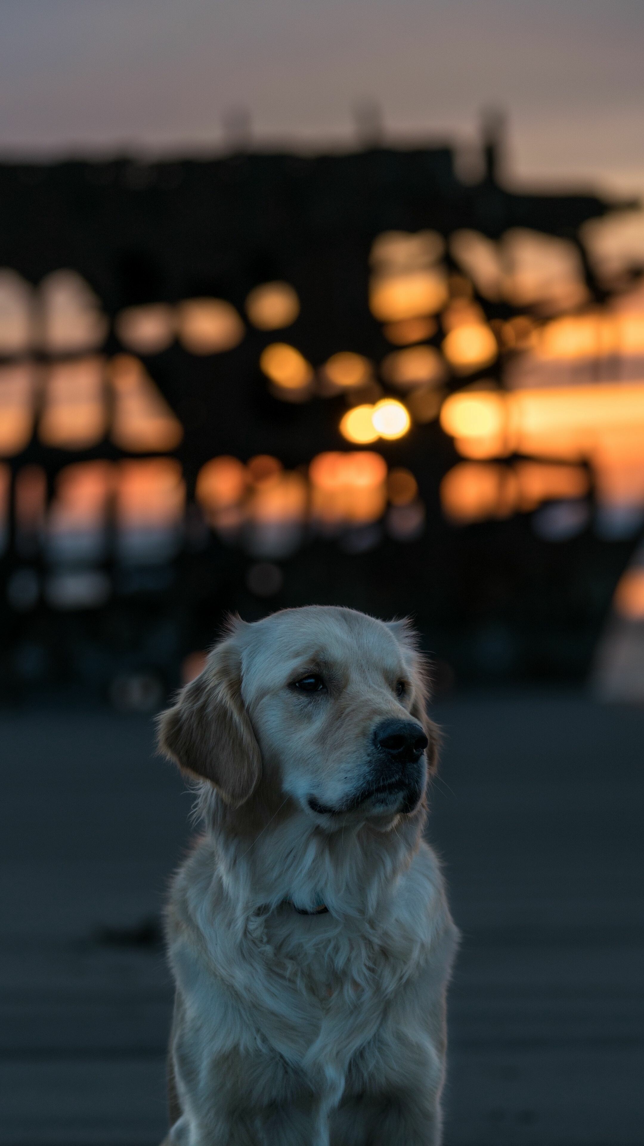 Labrador dog muzzle, Wallpapers HD, Cute dog, Dog wallpaper, 2160x3840 4K Phone