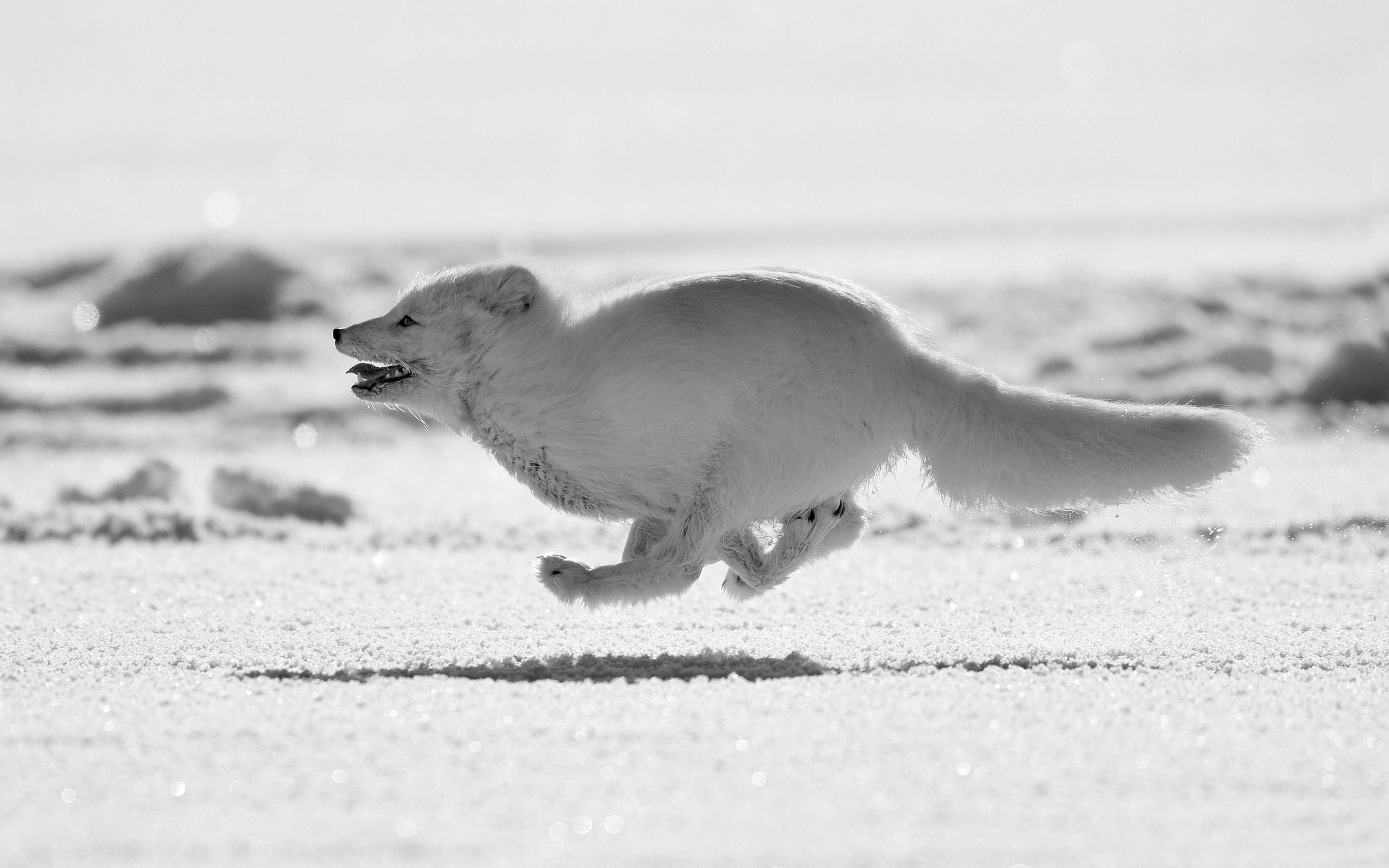 Monochrome, Arctic Foxes Wallpaper, 2880x1800 HD Desktop