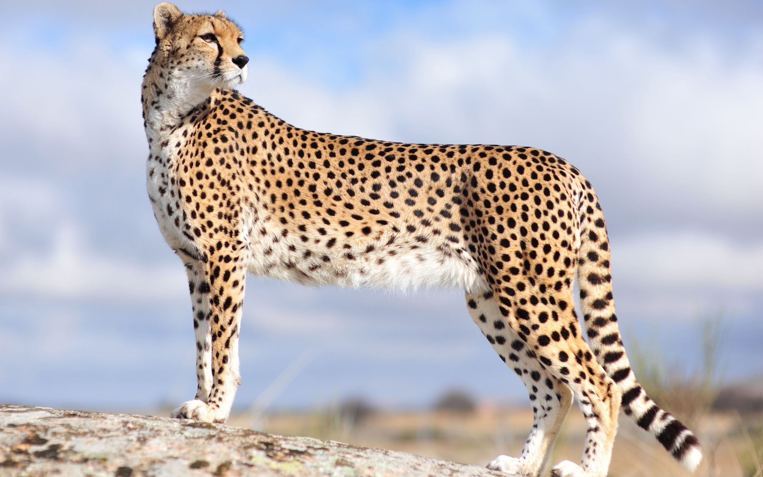 The Asiatic, Cheetah Wallpaper, 2560x1600 HD Desktop