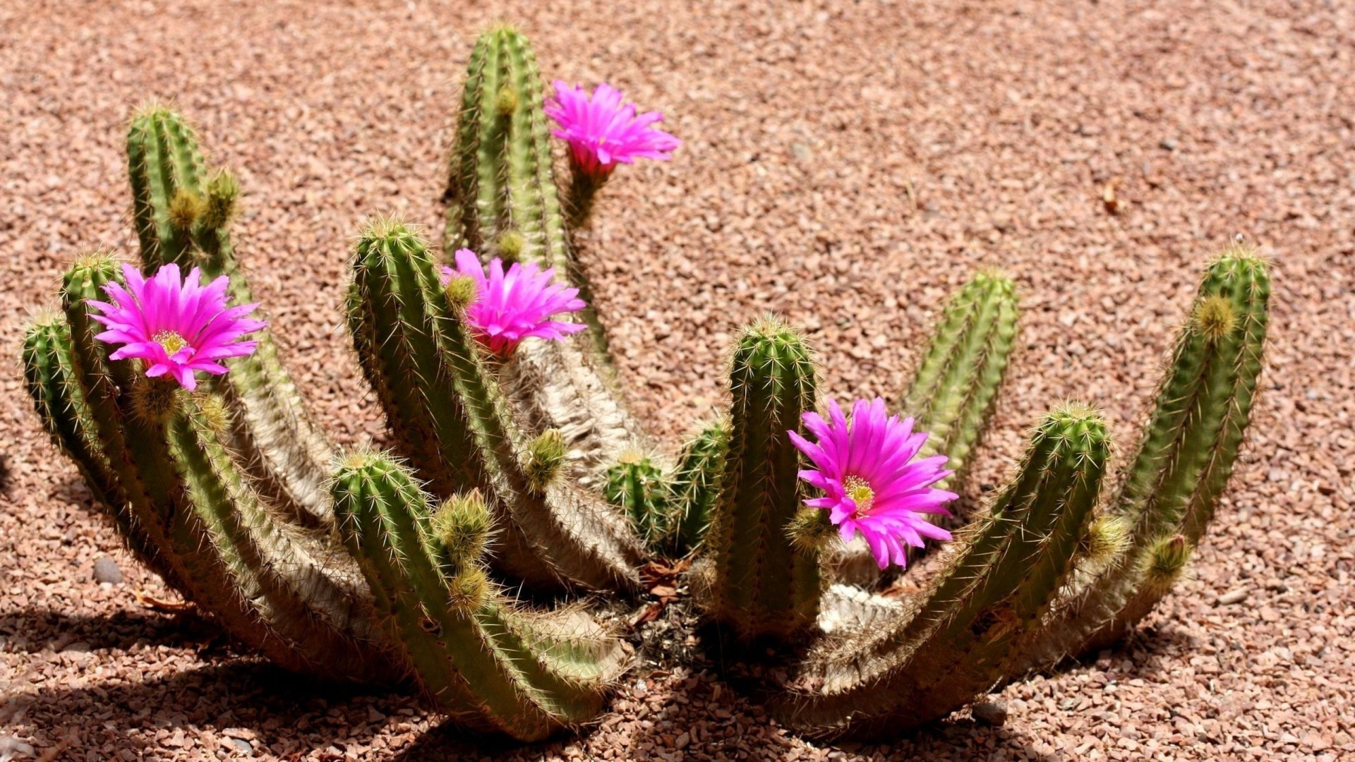 Echinocereus viereckii, Cactus Wallpaper, 1920x1080 Full HD Desktop