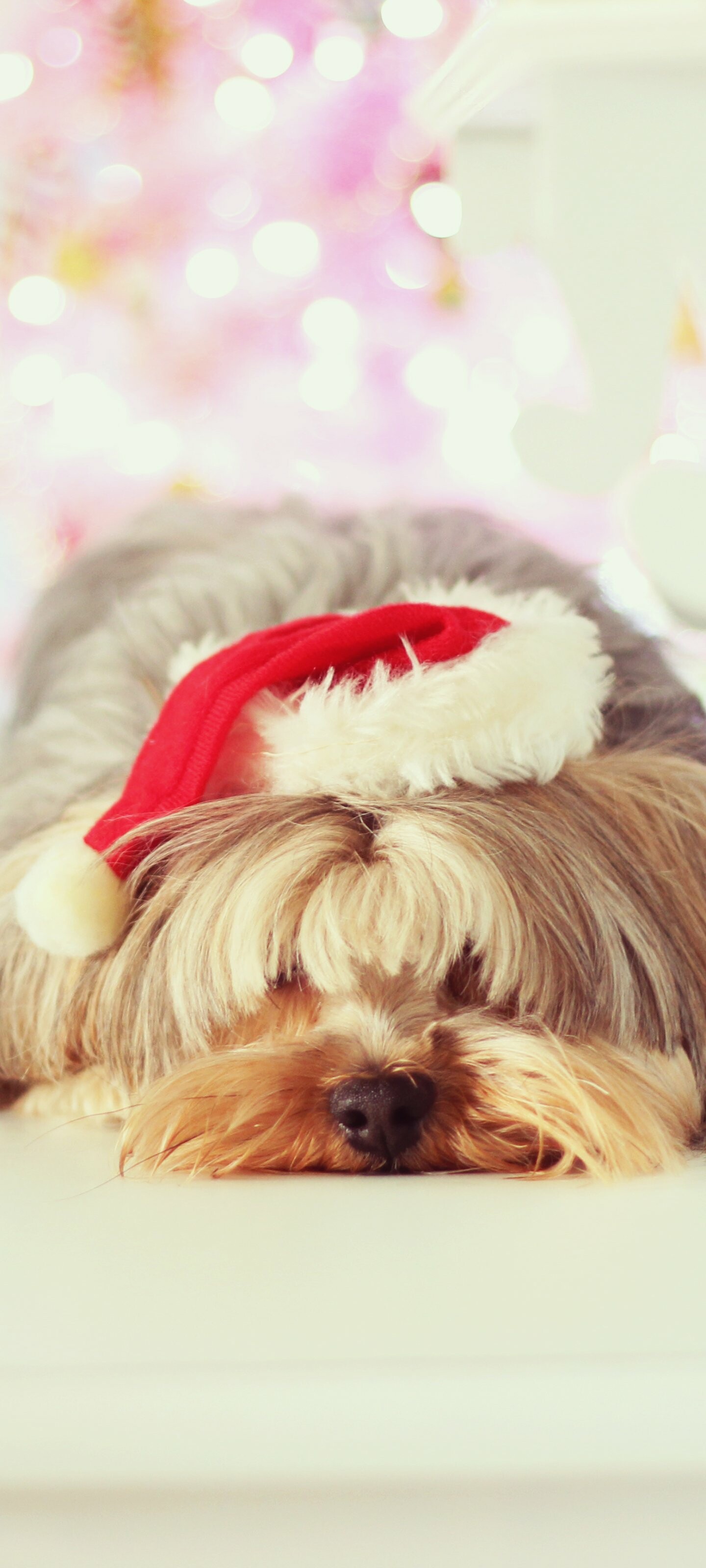 Christmas, Yorkshire Terrier Wallpaper, 1440x3200 HD Phone