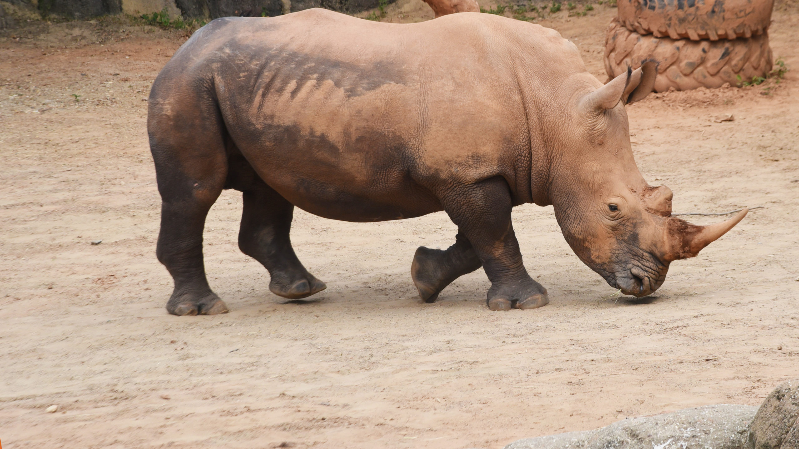 Maryland Zoo, Rhino Wallpaper, 2560x1440 HD Desktop