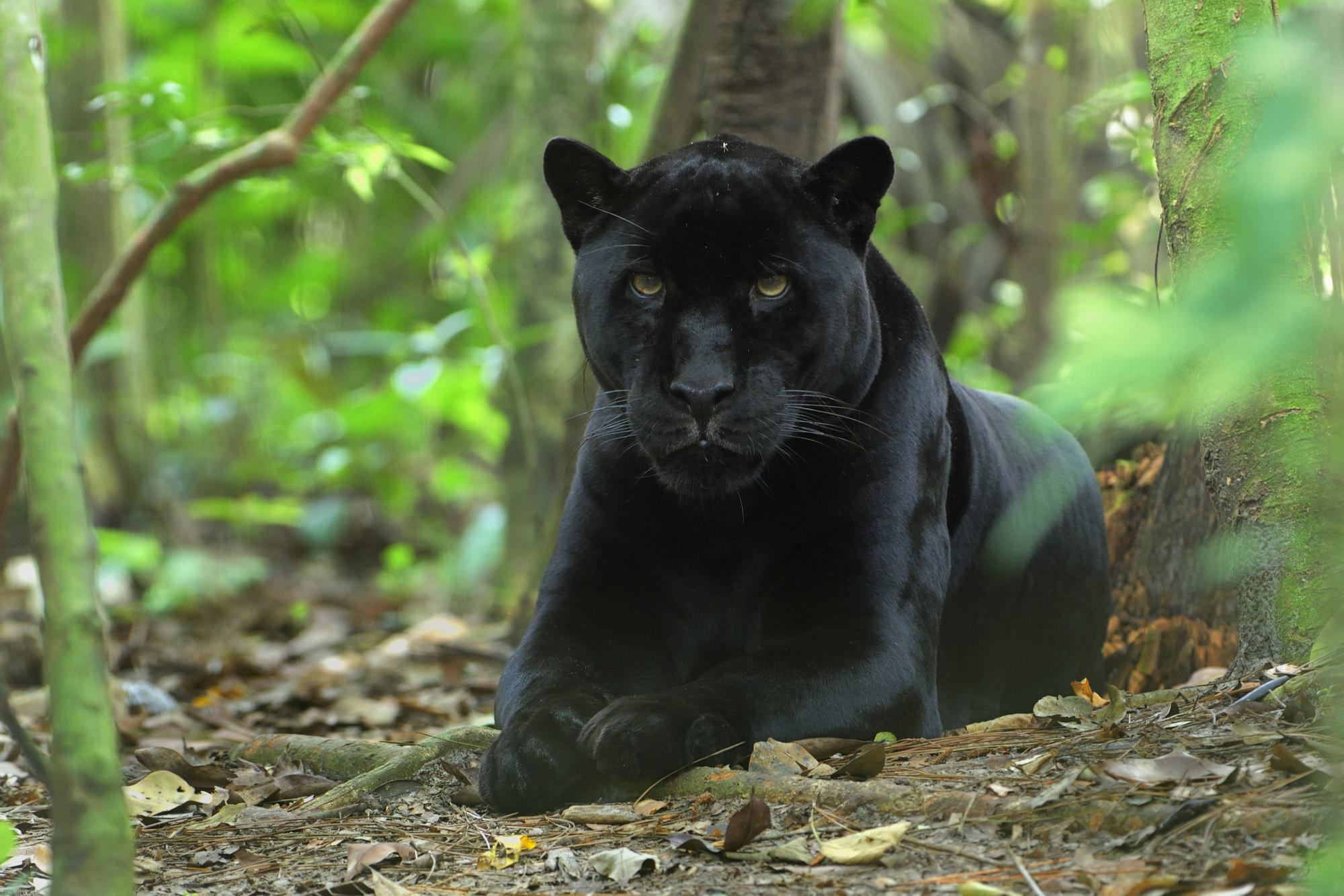 Black Panther, Animal, HD, Background, 2000x1340 HD Desktop