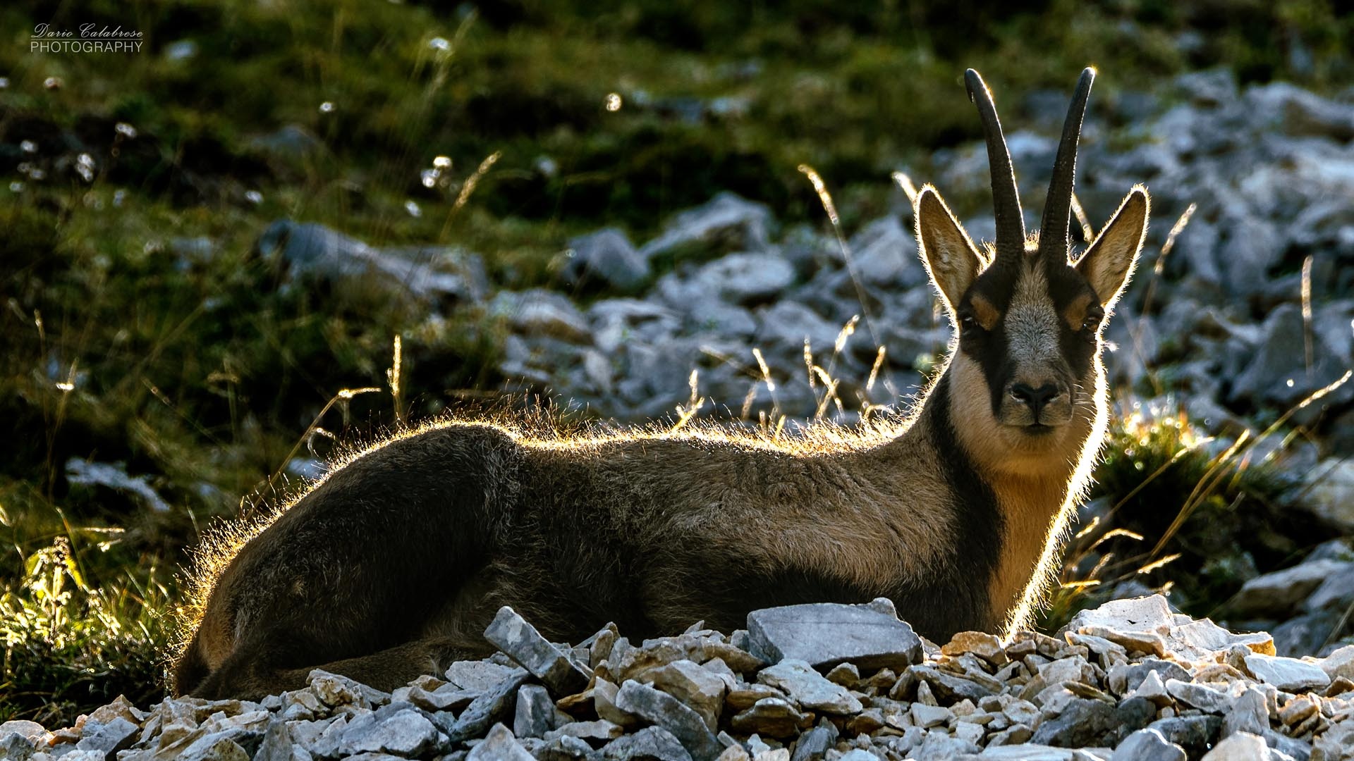 Chamois species, Mountaineer of nature, Agile climber, Alpine habitat, 1920x1080 Full HD Desktop
