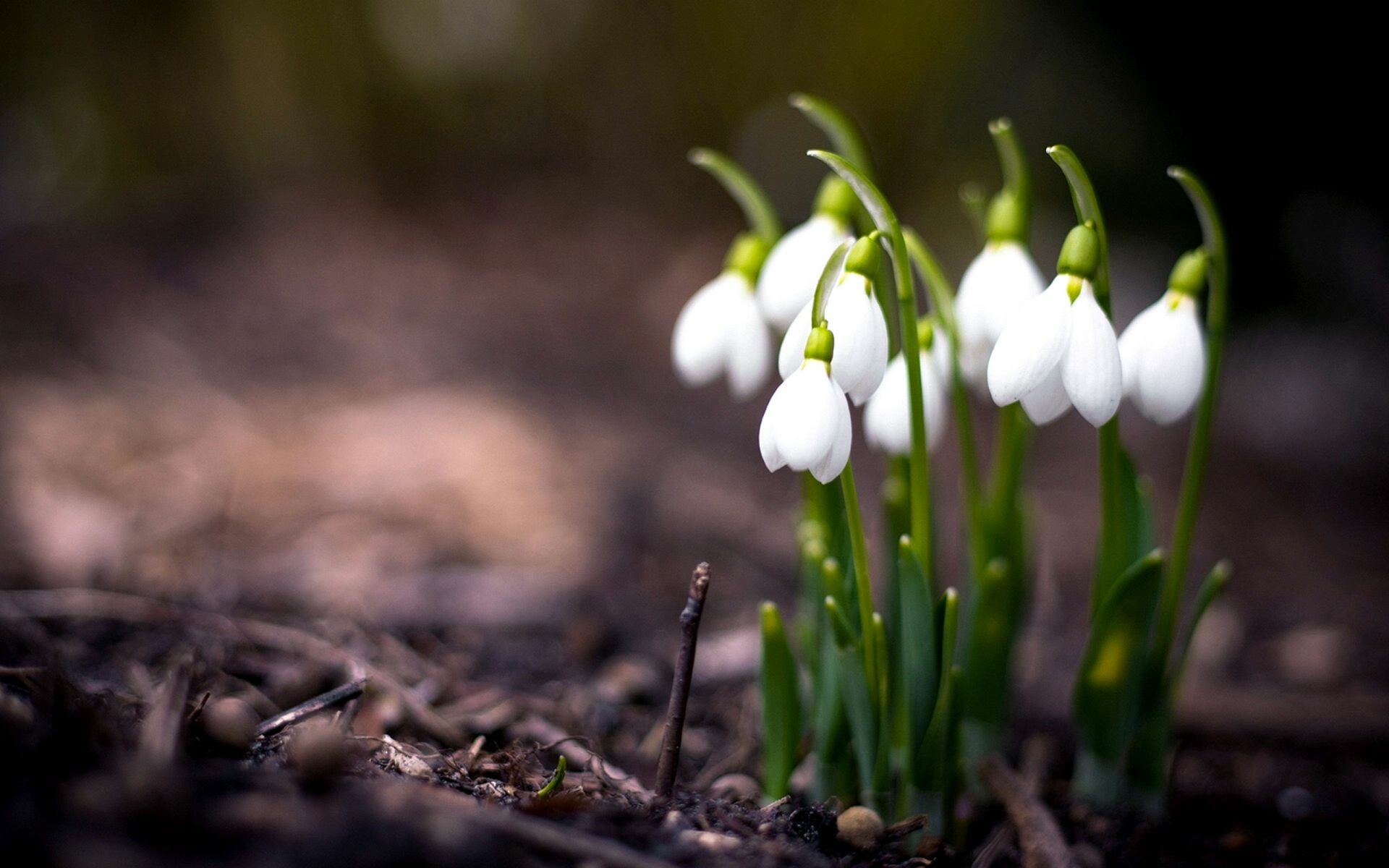 Snowdrop, Spring Wallpaper, 1920x1200 HD Desktop