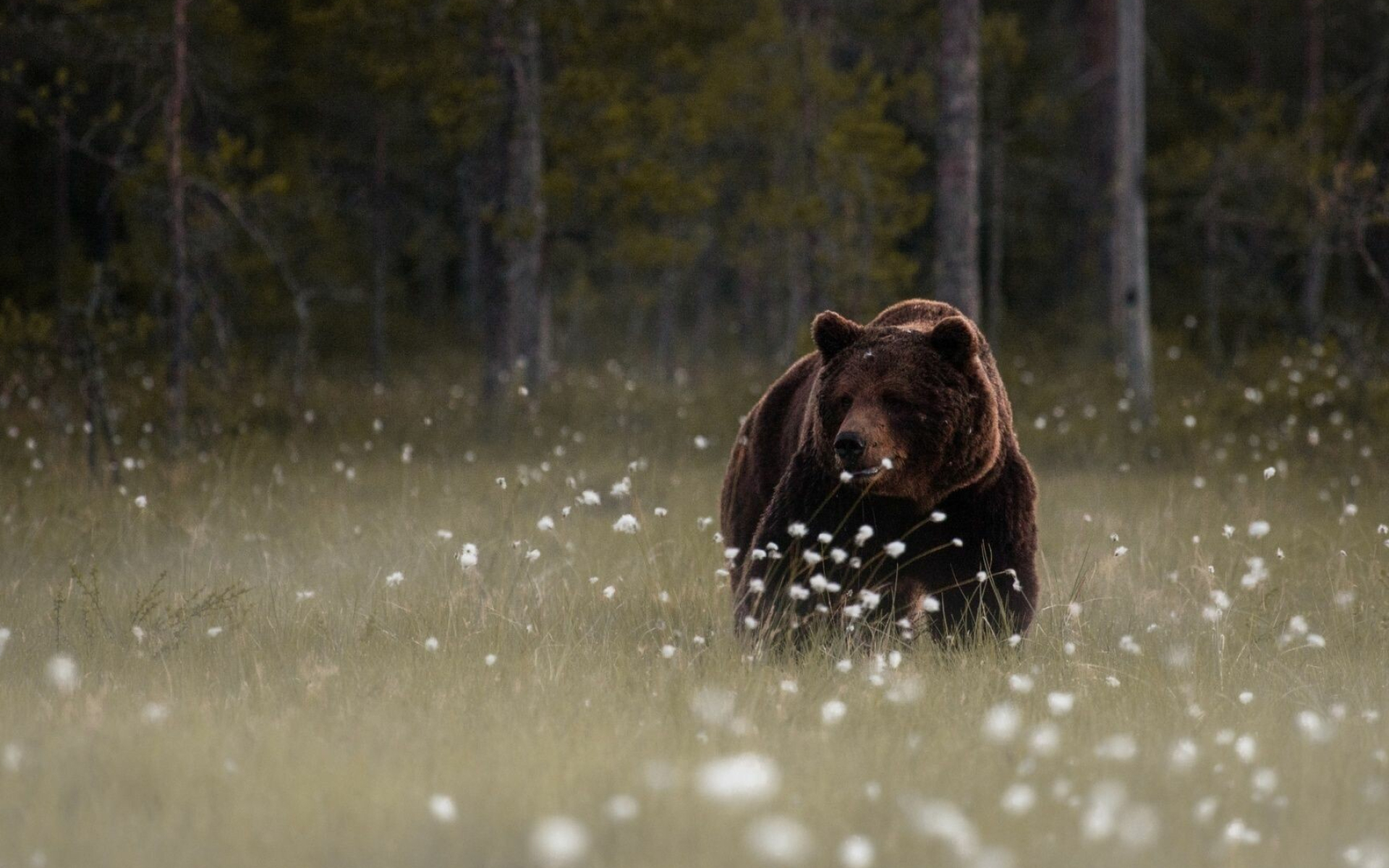 Bear, Forest dweller, Playful cubs, Furry companion, 1920x1200 HD Desktop