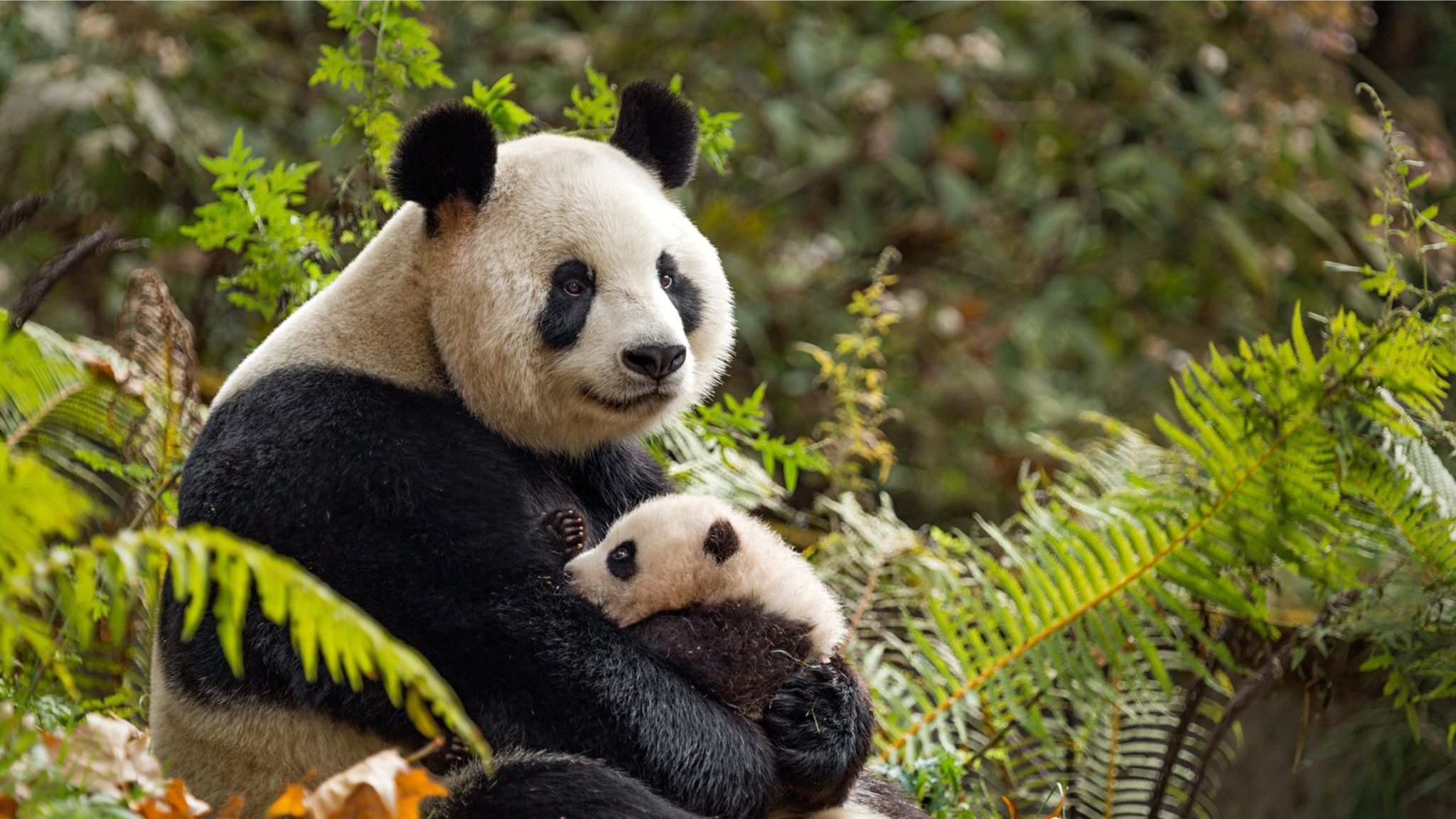 Giant panda mother, Giant panda cub, Green fern foliage, HD Desktop wallpaper