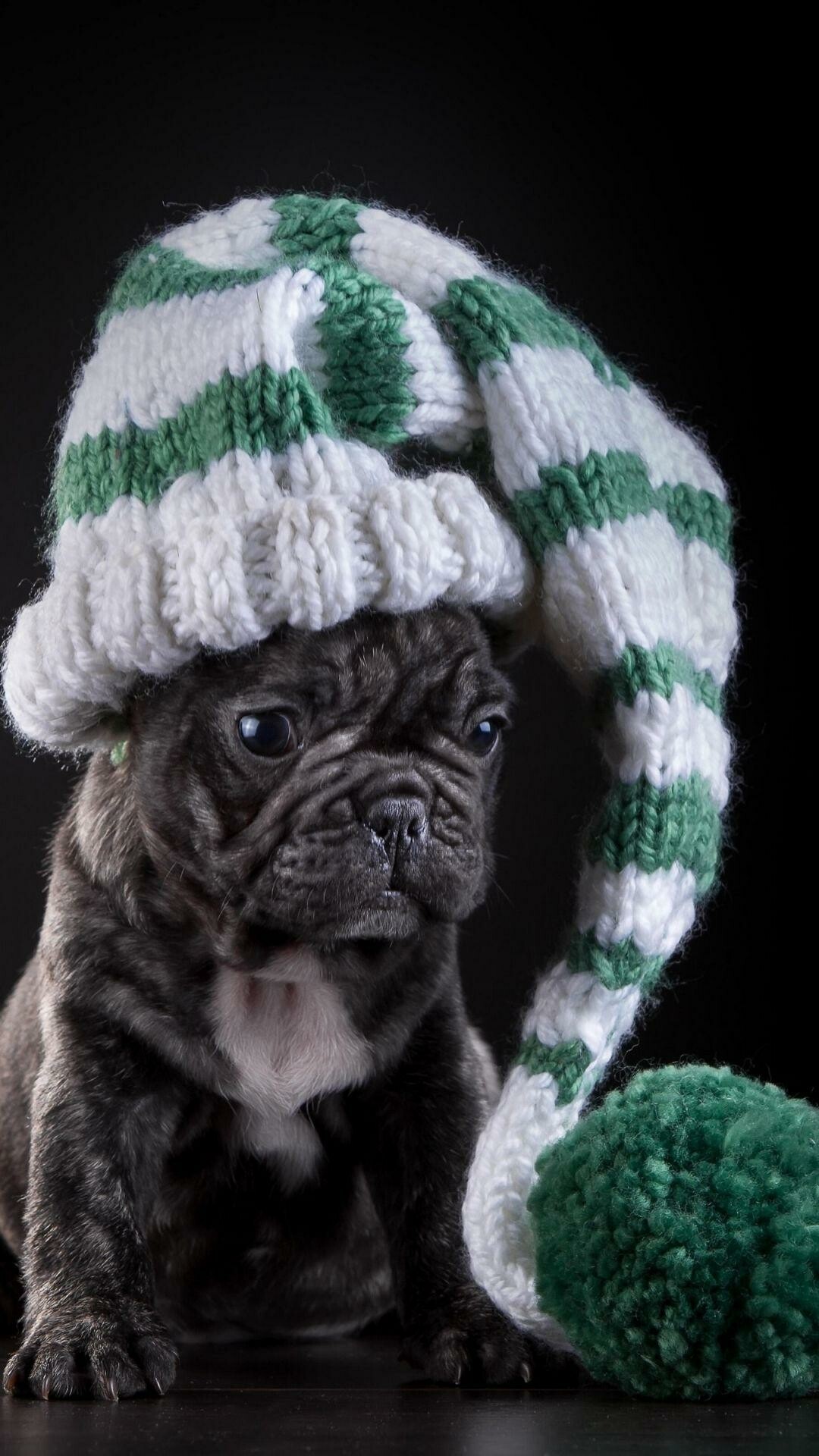 French Bulldog, Cute puppies, Animal photography, Canine companion, 1080x1920 Full HD Phone