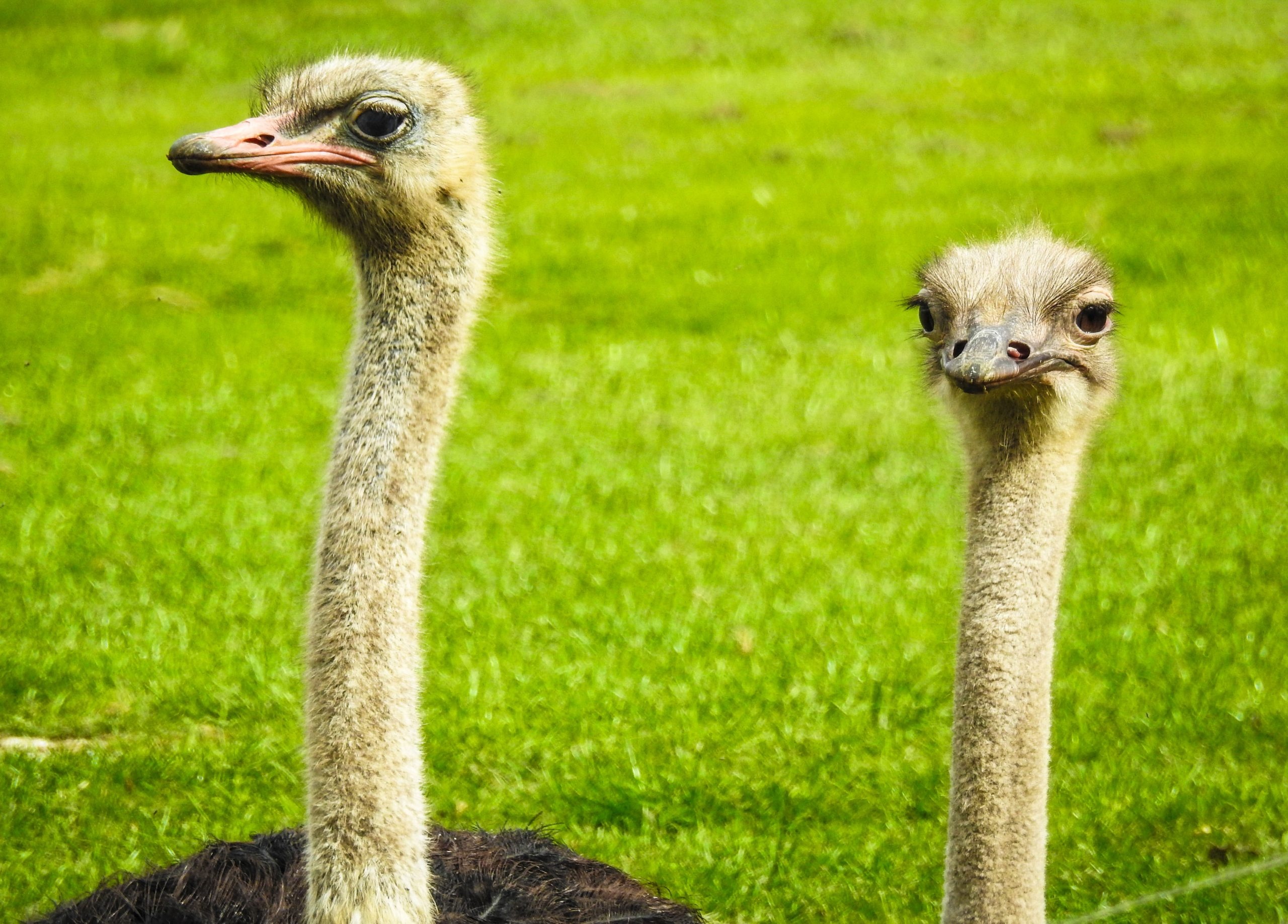 Couple, Ostrich Wallpaper, 2560x1840 HD Desktop