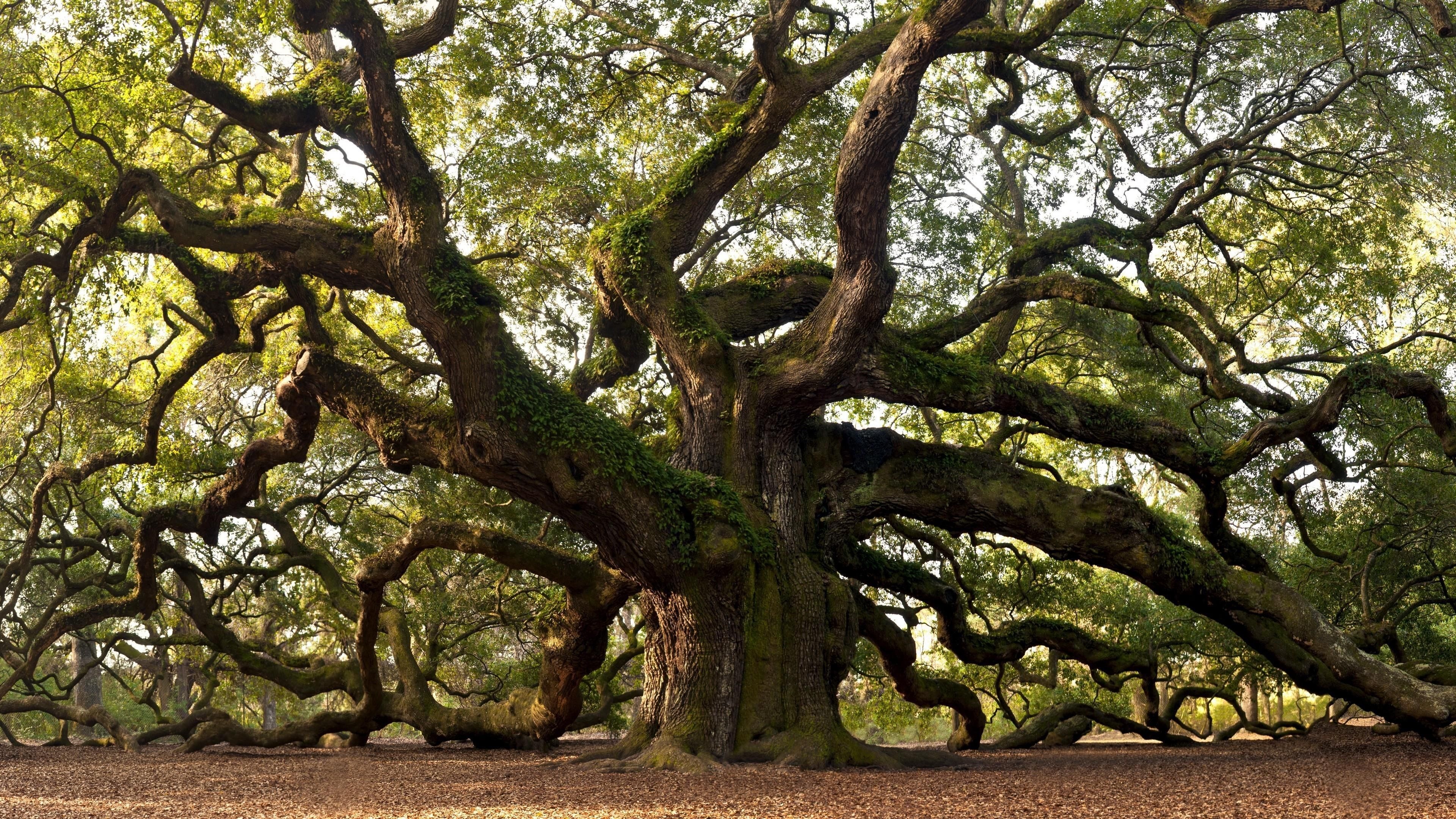 Ancient tree wallpapers, Top free backgrounds, 3840x2160 4K Desktop