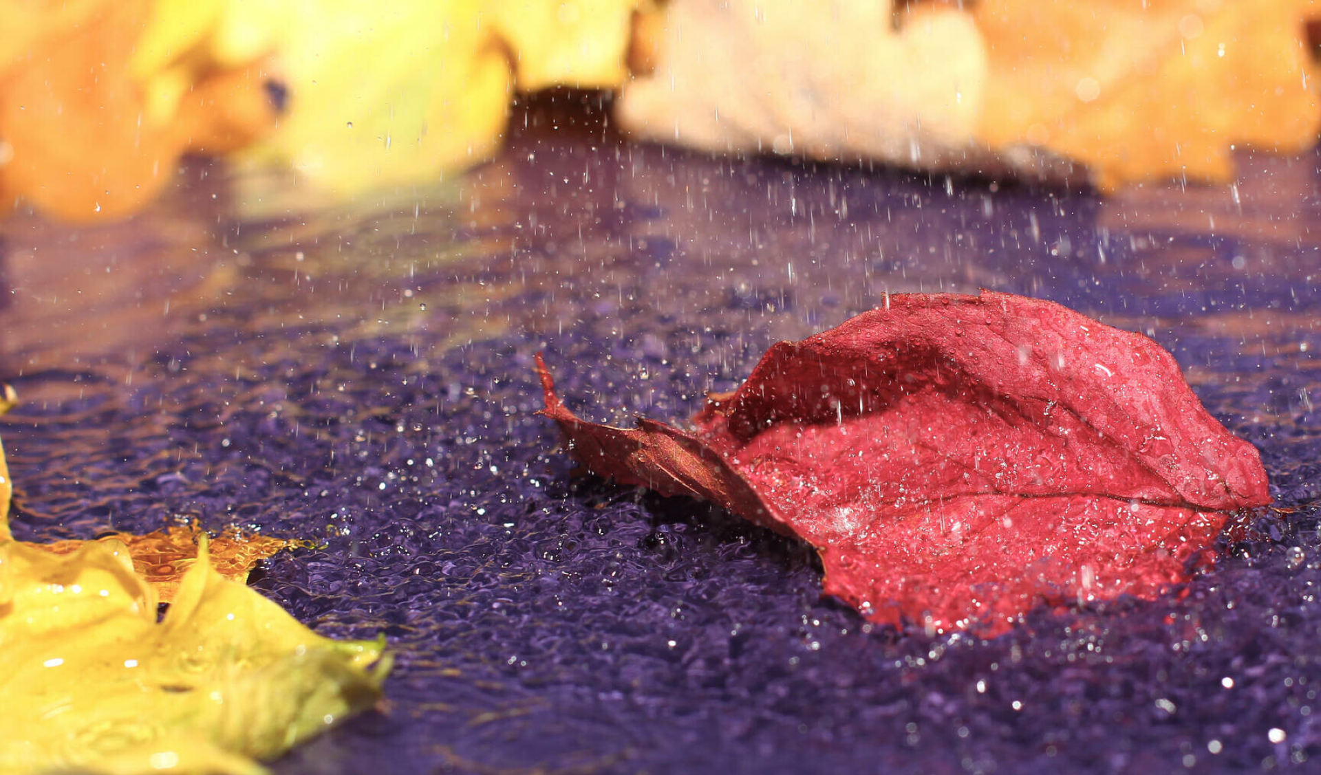 Autumn, Leaves in water, Desktop images, Tranquil scene, 1920x1130 HD Desktop