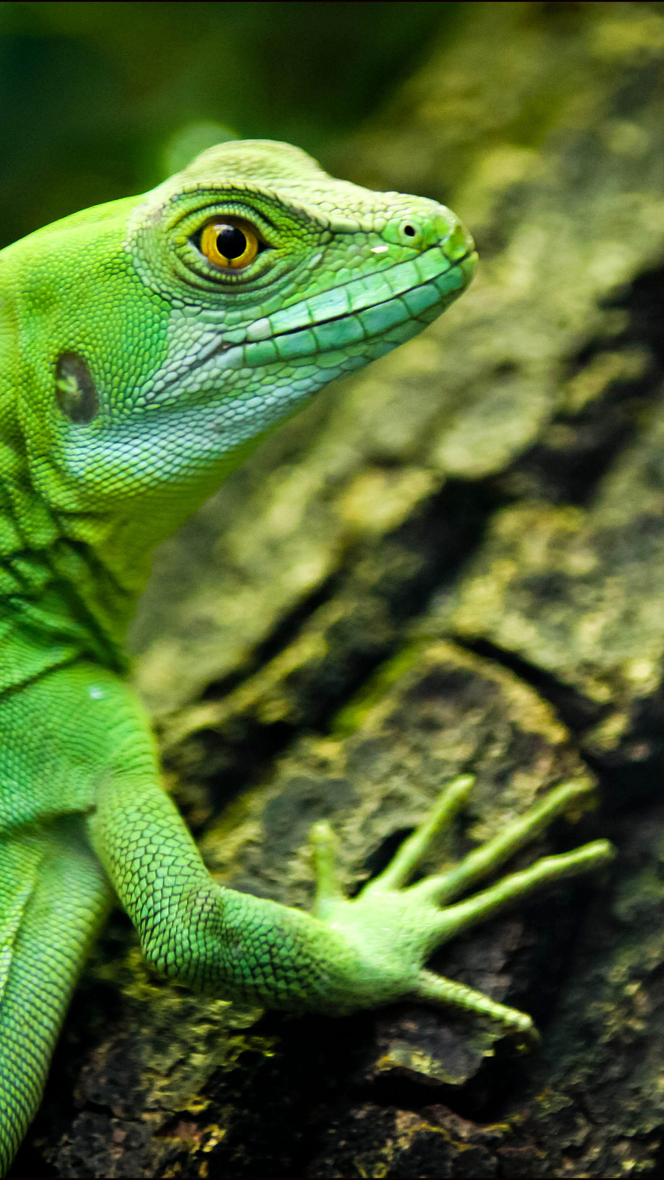 Lizard magnificence, Green eyes, Vivid reptile, Nature's wonder, 2160x3840 4K Phone
