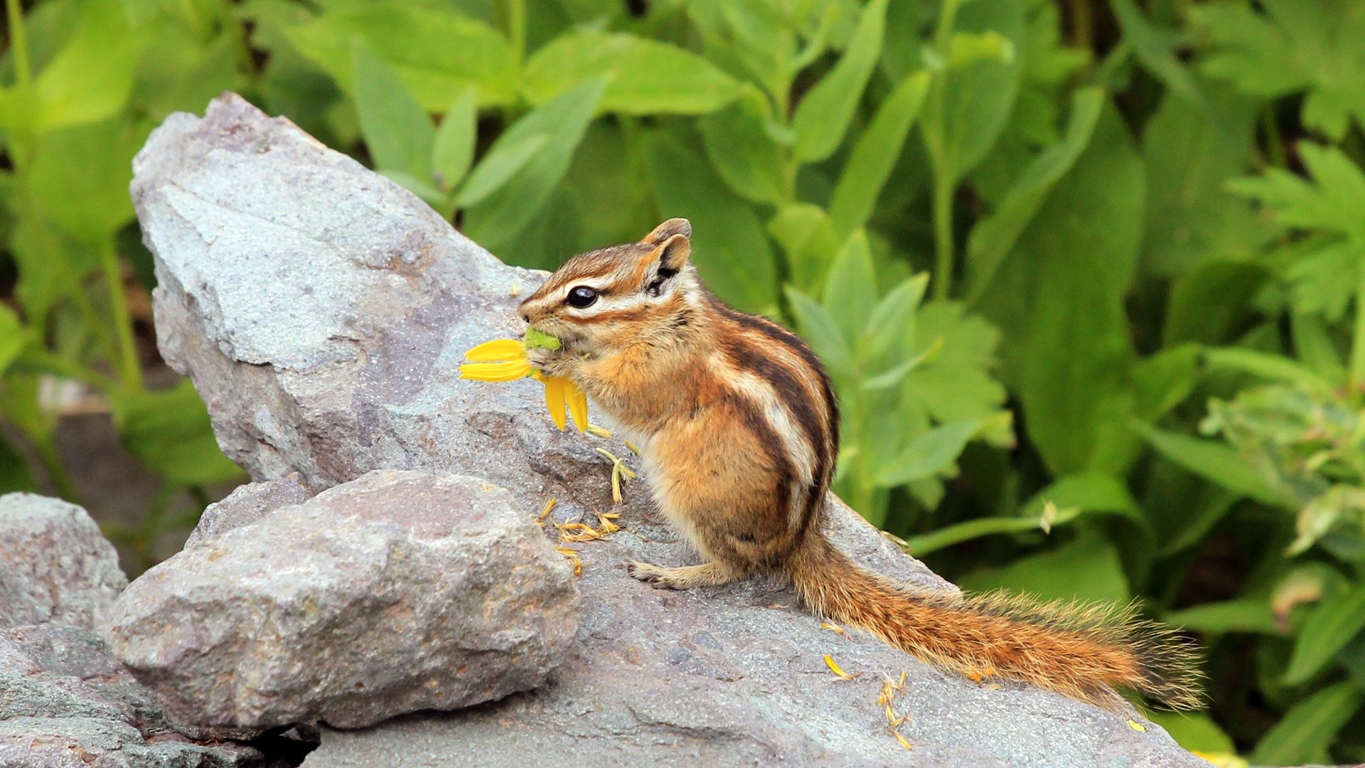 Chipmunk, Animals, Wallpaper, Background, 1920x1080 Full HD Desktop