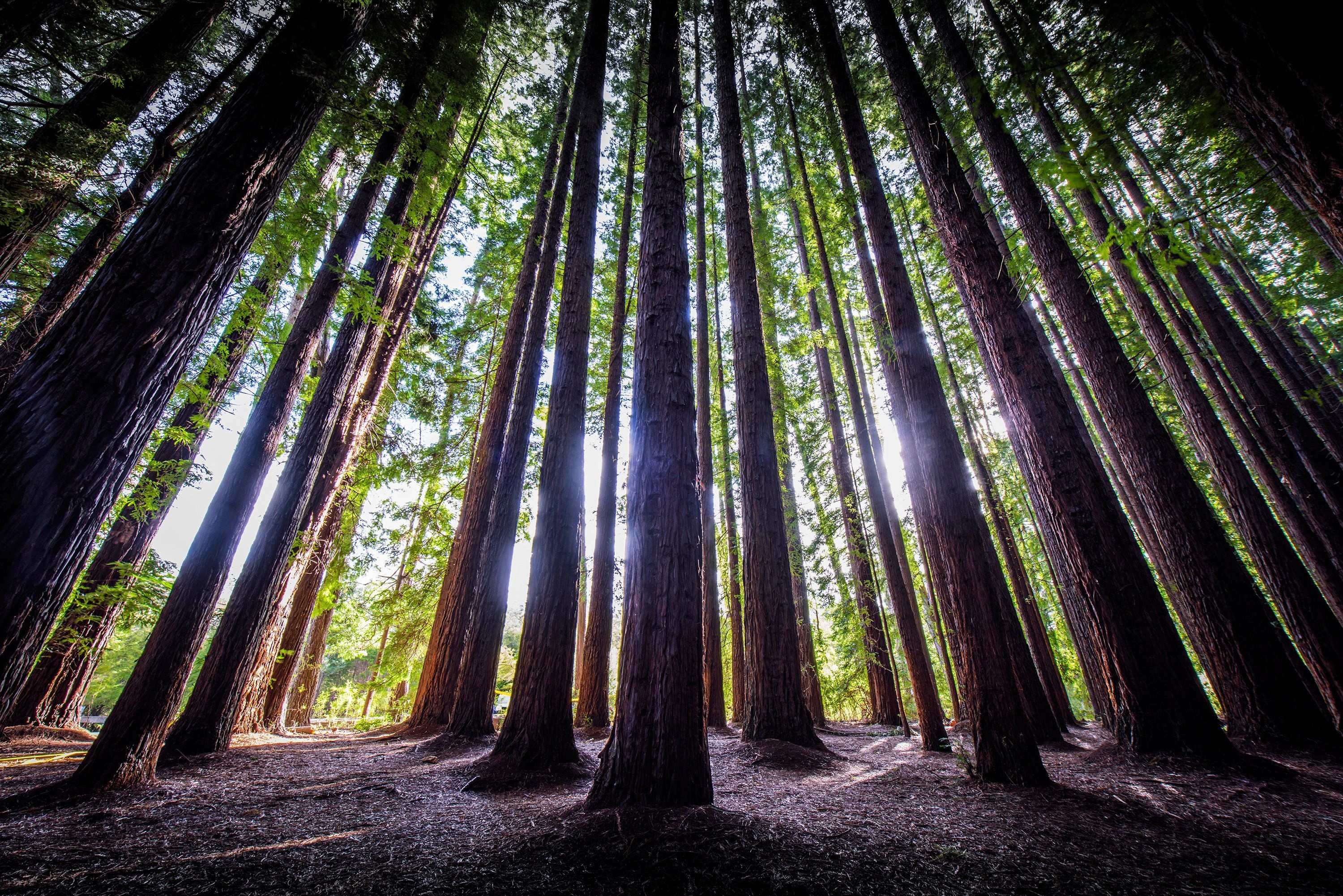 Redwood forest mural, Nature's artistry, Australian wilderness, Wall decor inspiration, 3000x2010 HD Desktop