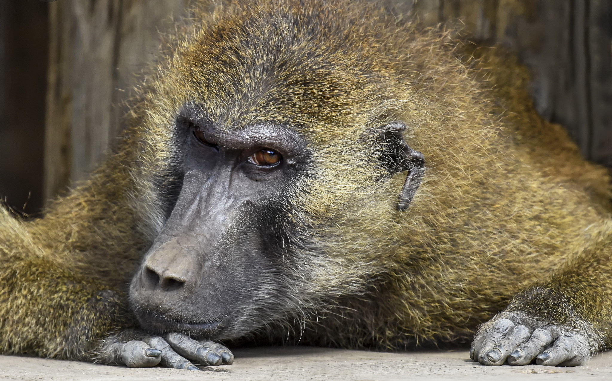 Wild baboon kingdom, Animal royalty, Inspiring wildlife, Primate majesty, 2050x1280 HD Desktop