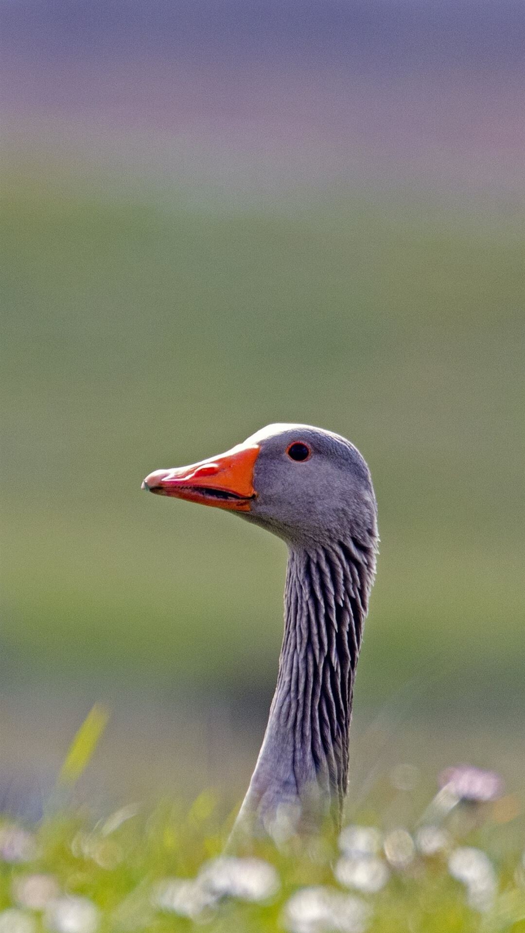 Goose on iPhone, Free download, Stunning wallpaper, Nature's beauty, 1080x1920 Full HD Phone