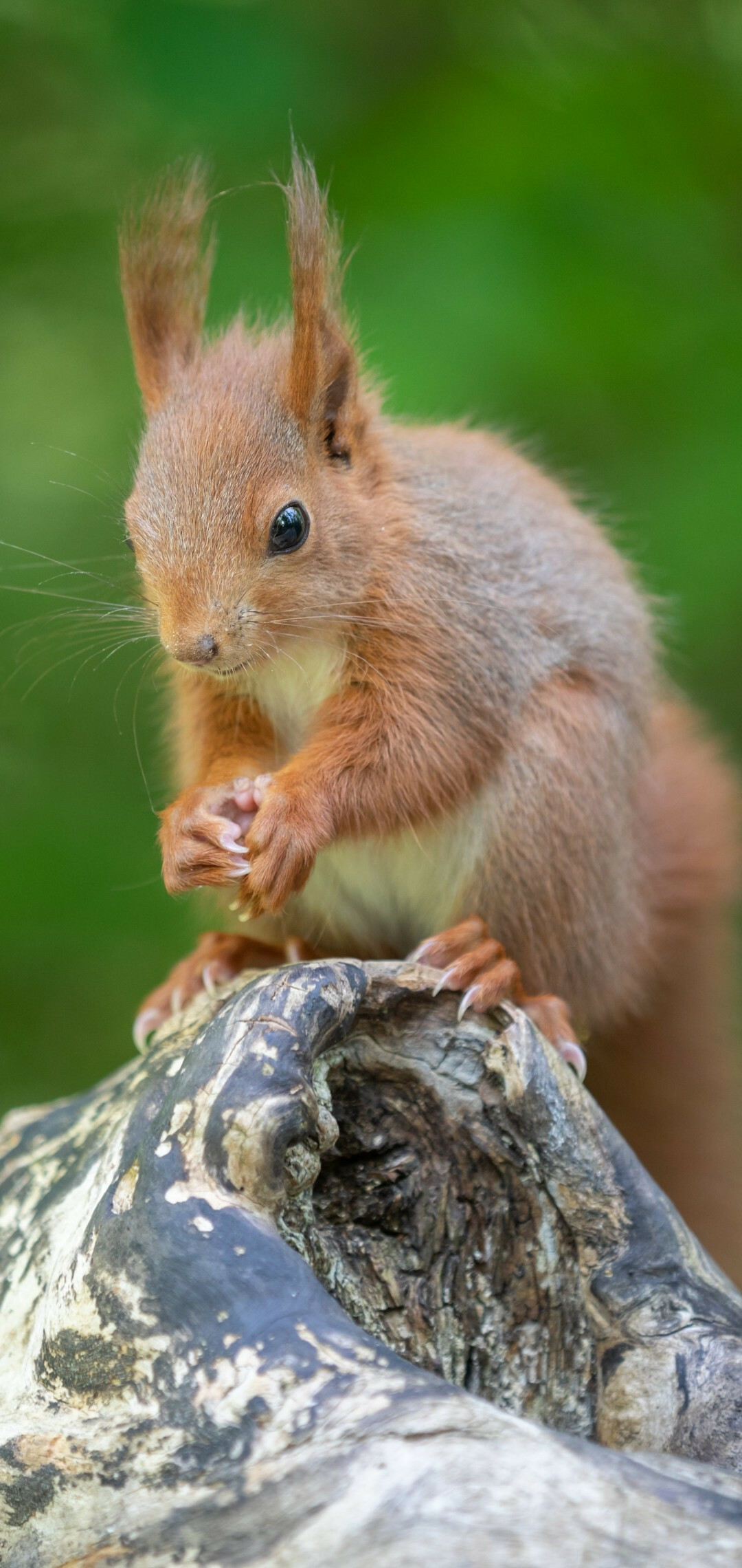 Close-up fluffy rodent, Bokeh squirrel wallpaper, 1080x2280 HD Phone