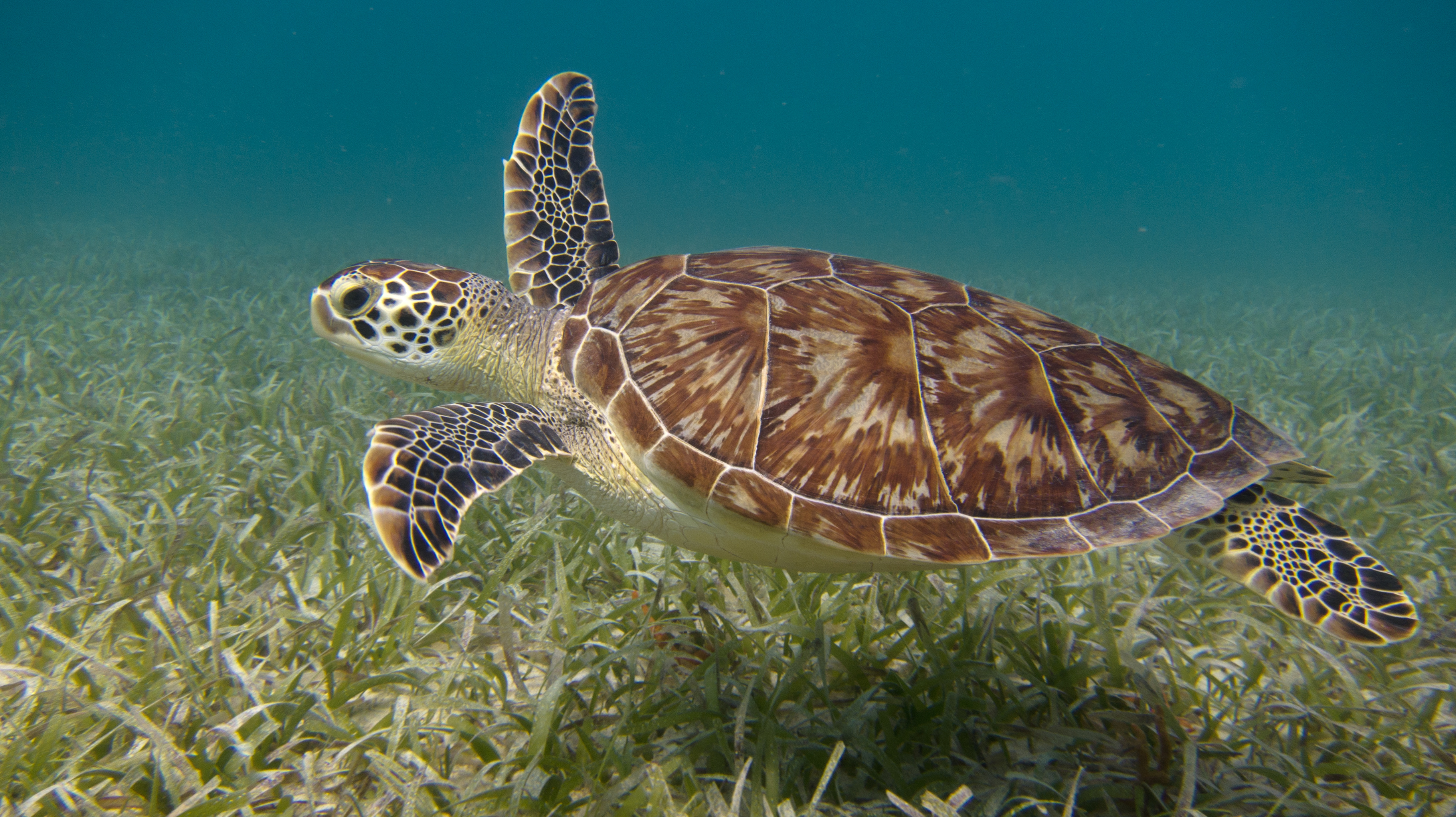 Culebra marine corridor, Puerto Rico, NOAA habitat, 3650x2050 HD Desktop