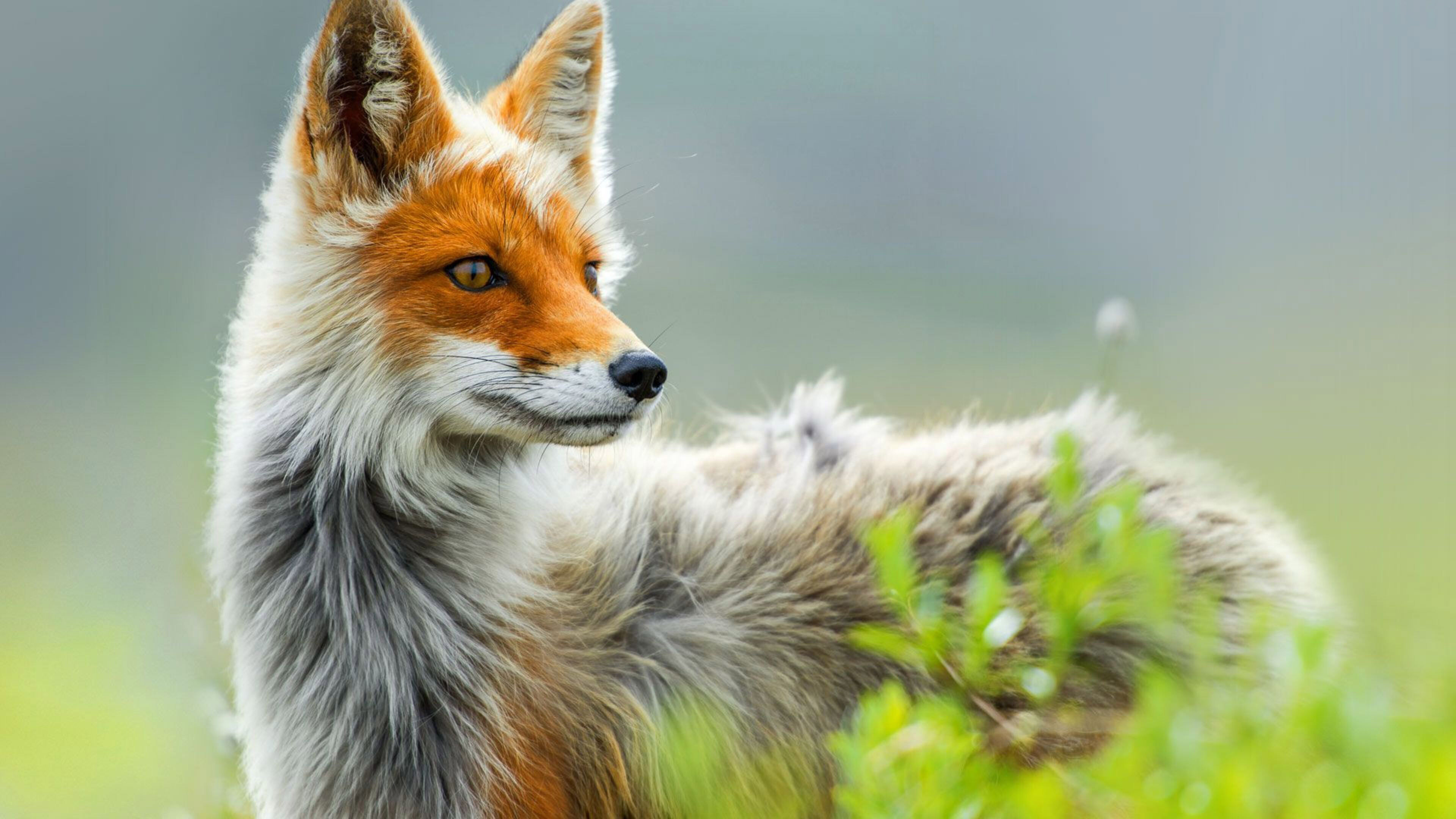 Wild fox, Spring scenery, 4K wallpaper, Nature's beauty, 3840x2160 4K Desktop