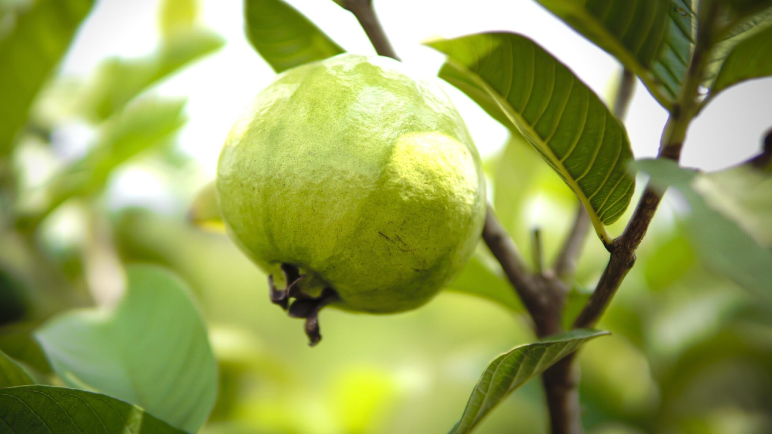 VNR guava, Premium produce, Kasturi farm, High-quality fruit, 2560x1440 HD Desktop