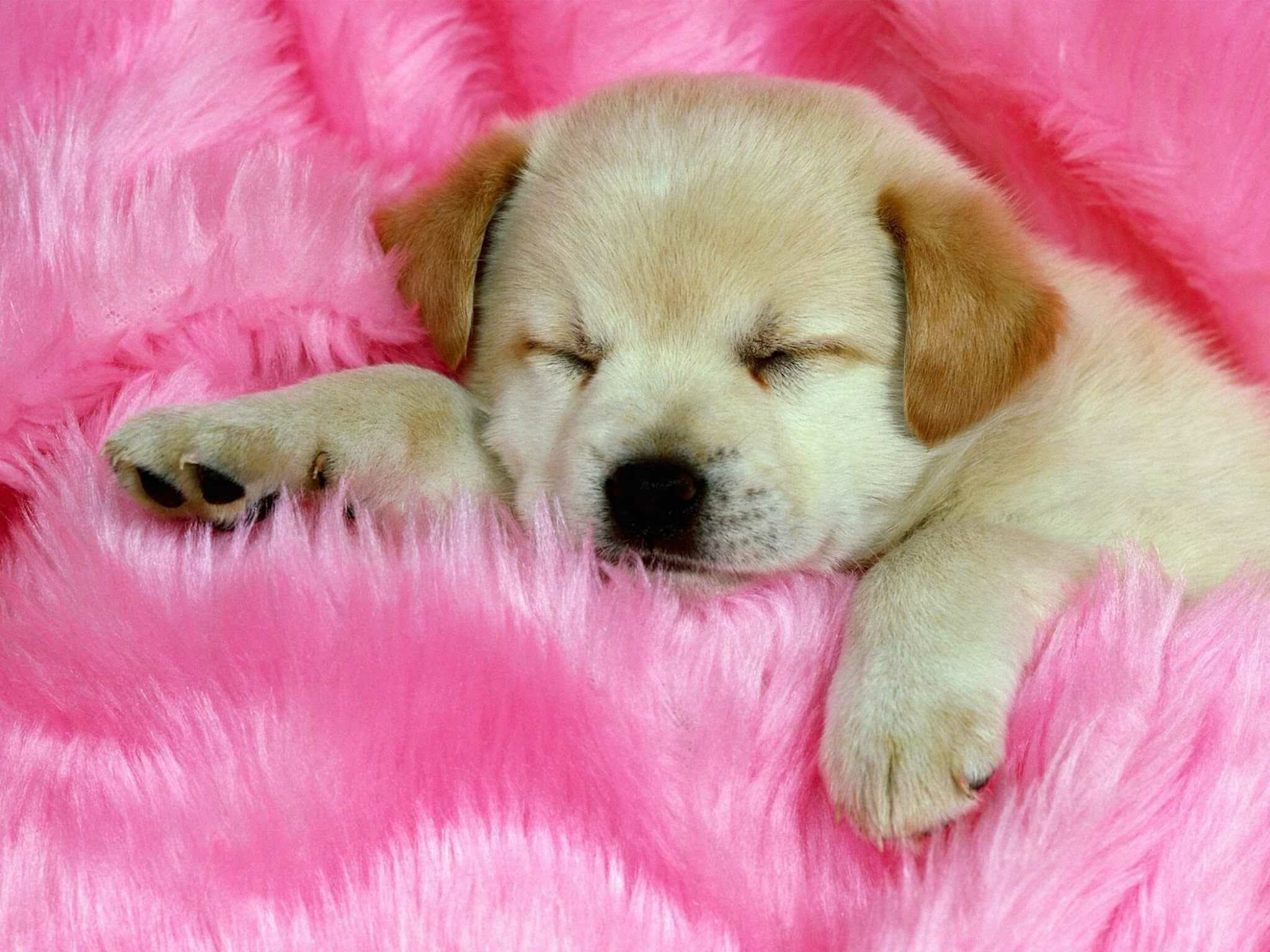 Irresistible puppy sweetness, Heart-melting cuteness, 2050x1540 HD Desktop