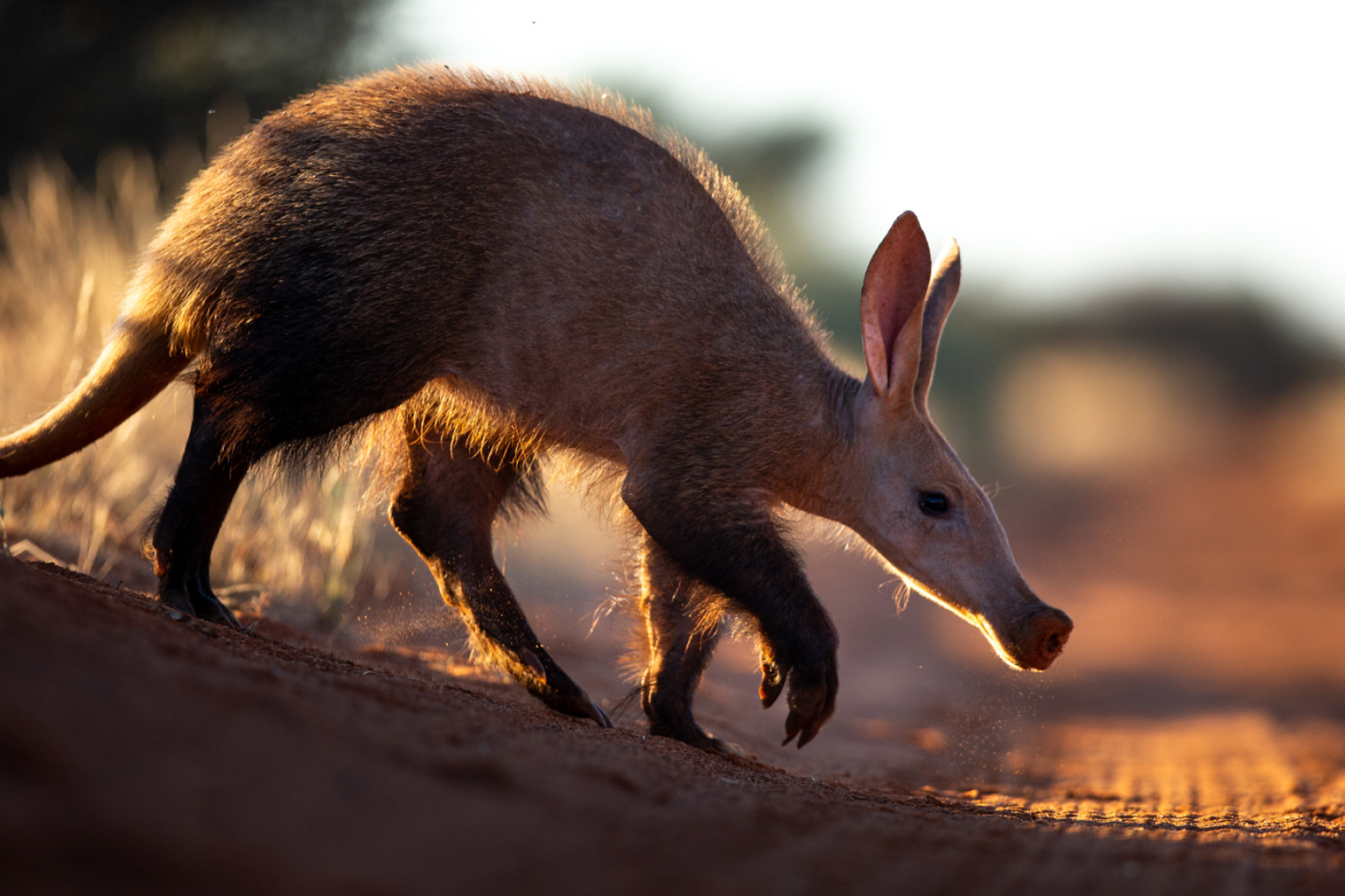 Aardvark, Rare creature, Getting to know, Curiosity, 1920x1280 HD Desktop