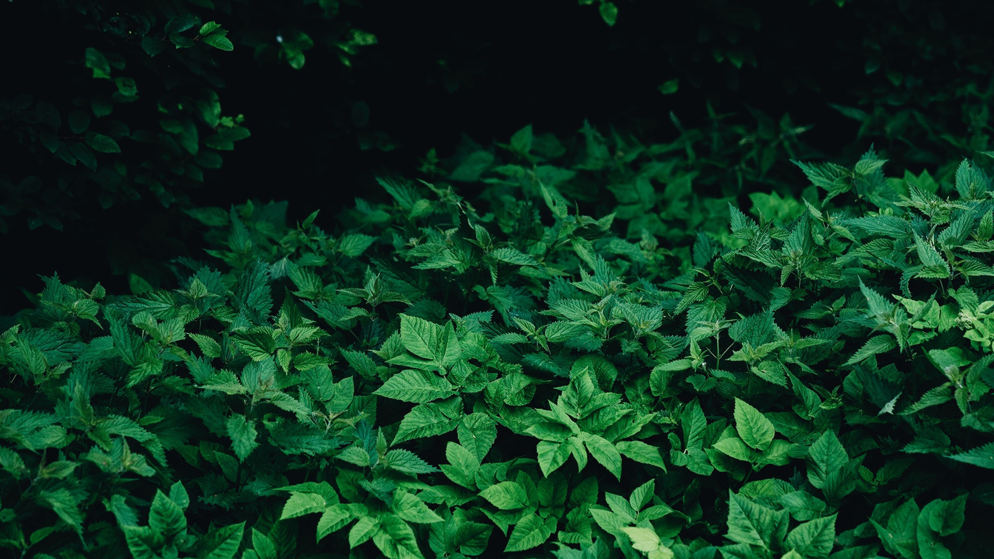 Leaf wood mountain, Desktop wallpaper, 3840x2160 4K Desktop