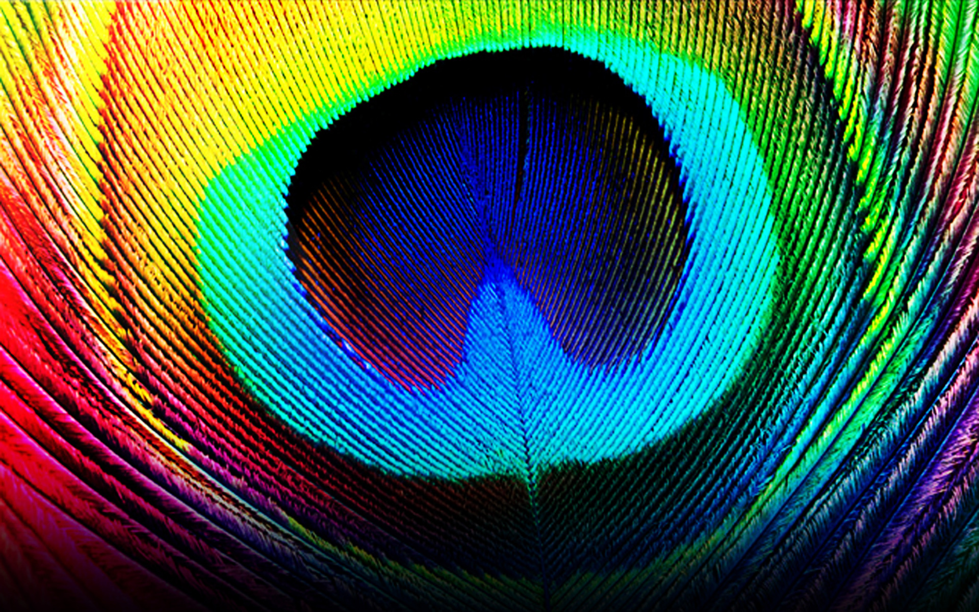 Peacock feather eyespot, Iridescent barbules texture, Rainbow colored plumage, HD Desktop wallpaper