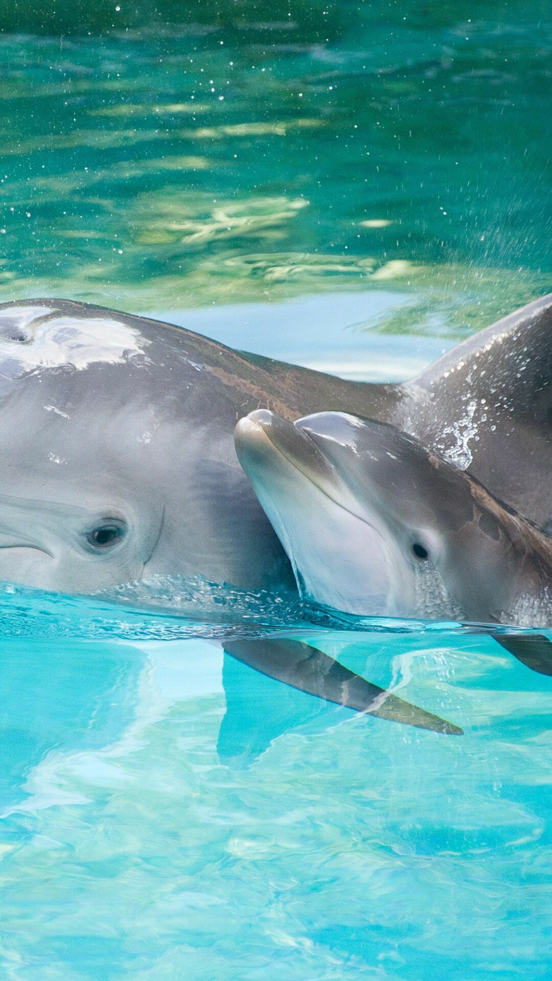 Stunning dolphin portrait, Undersea beauty, Breath-taking imagery, Blue ocean backdrop, 1080x1920 Full HD Phone