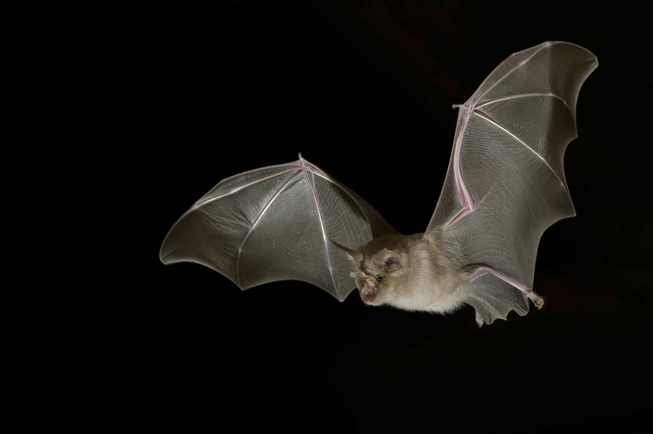 The greater horseshoe, Bats Wallpaper, 2130x1420 HD Desktop