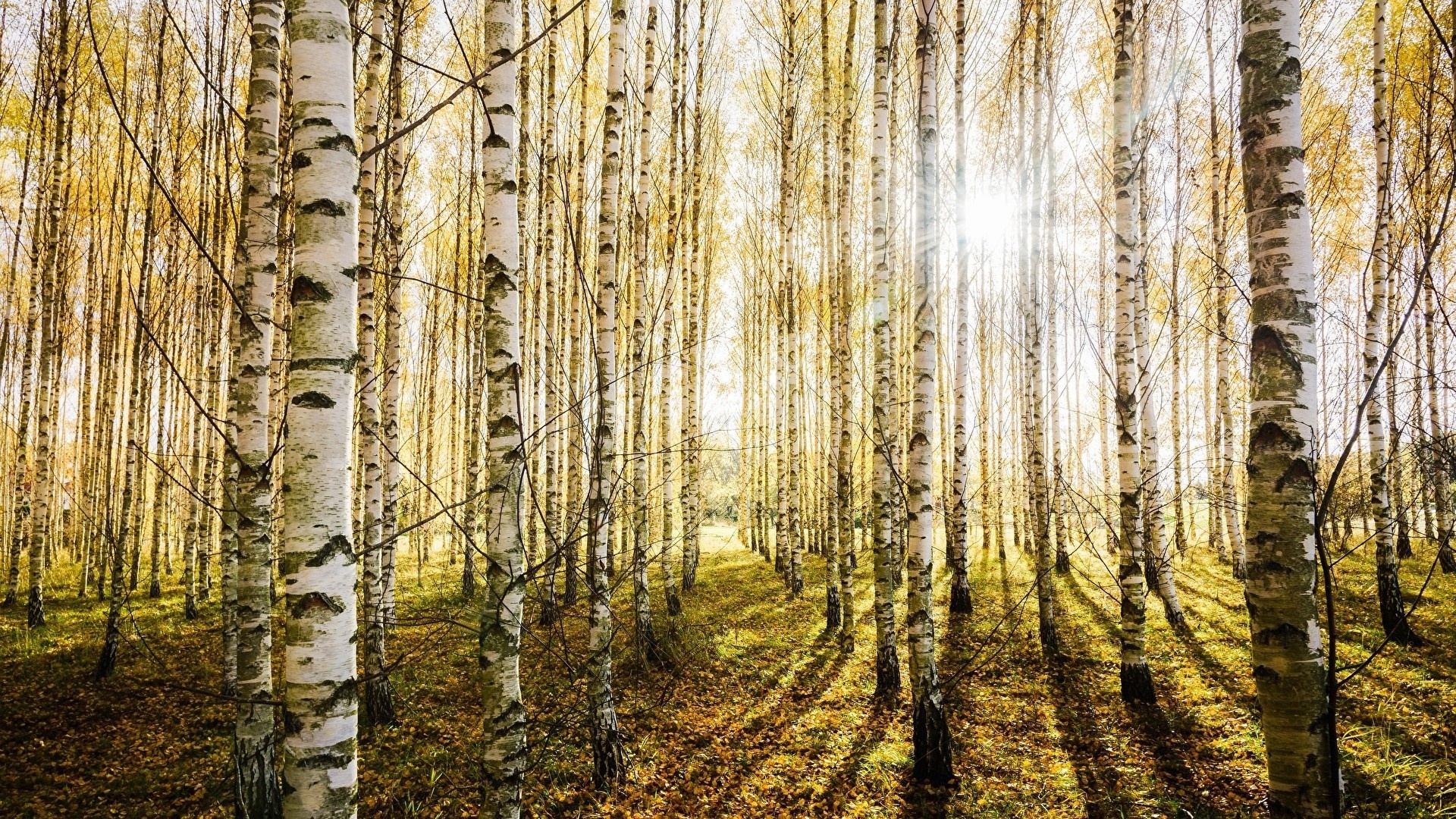 Birch trees, Stunning wallpapers, Birch tree magic, Nature's elegance, 1920x1080 Full HD Desktop