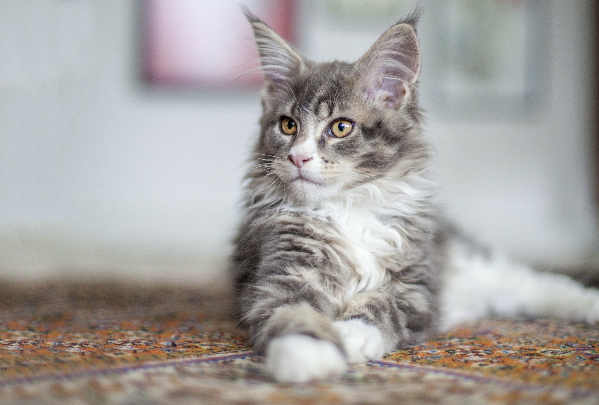 Maine Coon, Cat breed, Striking appearance, Playful disposition, 2050x1390 HD Desktop
