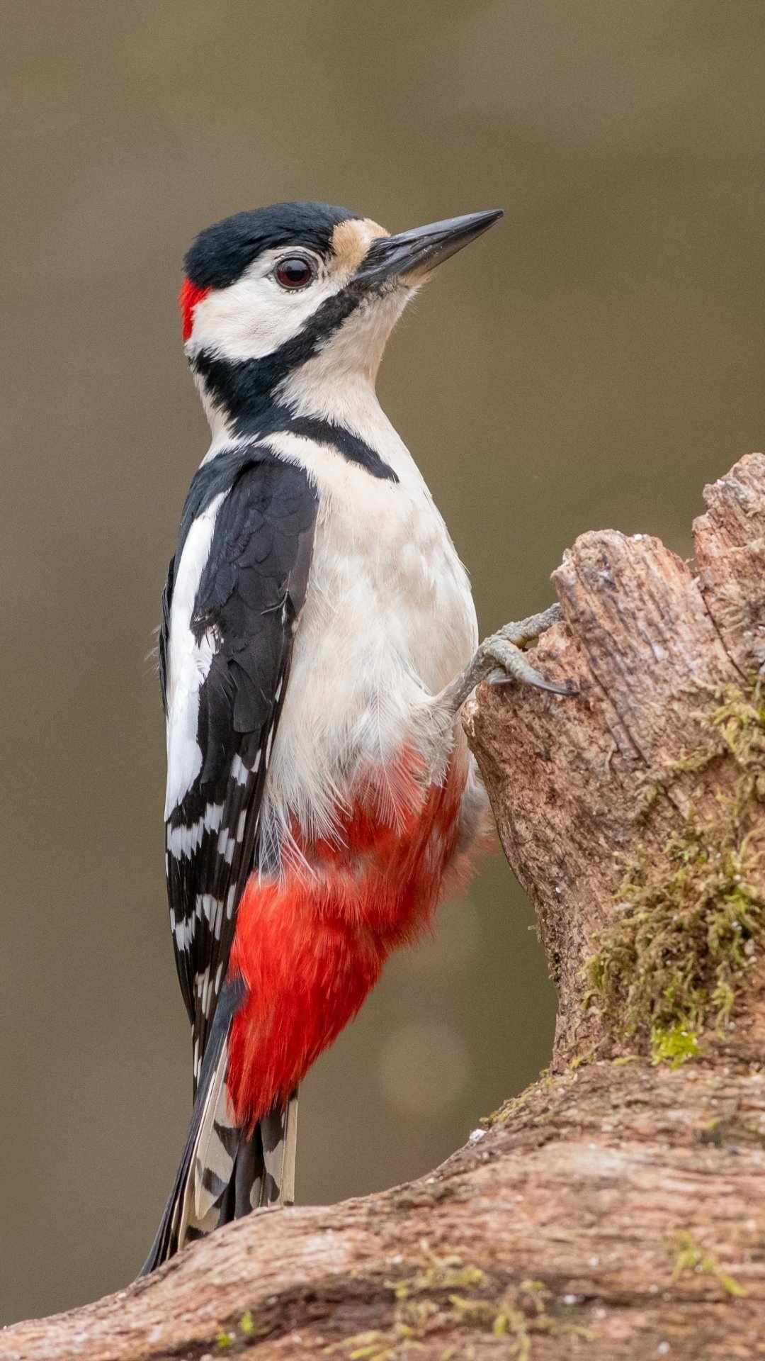 Woodpecker, Animals, Bird, 1080x1920 Full HD Phone