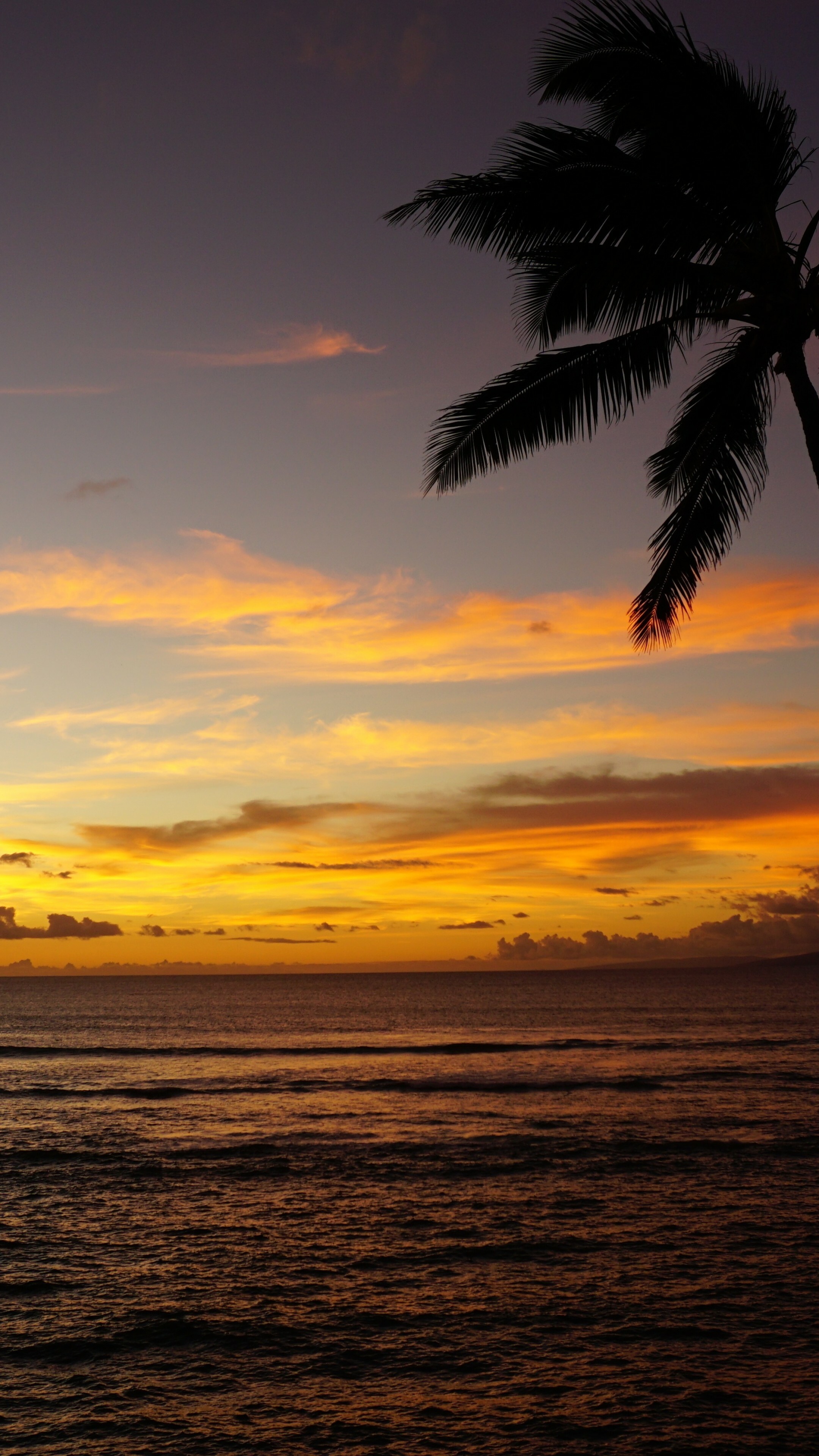Maui Hawaii, Ocean palm sunset, 5K nature, Tranquil beauty, 2160x3840 4K Phone