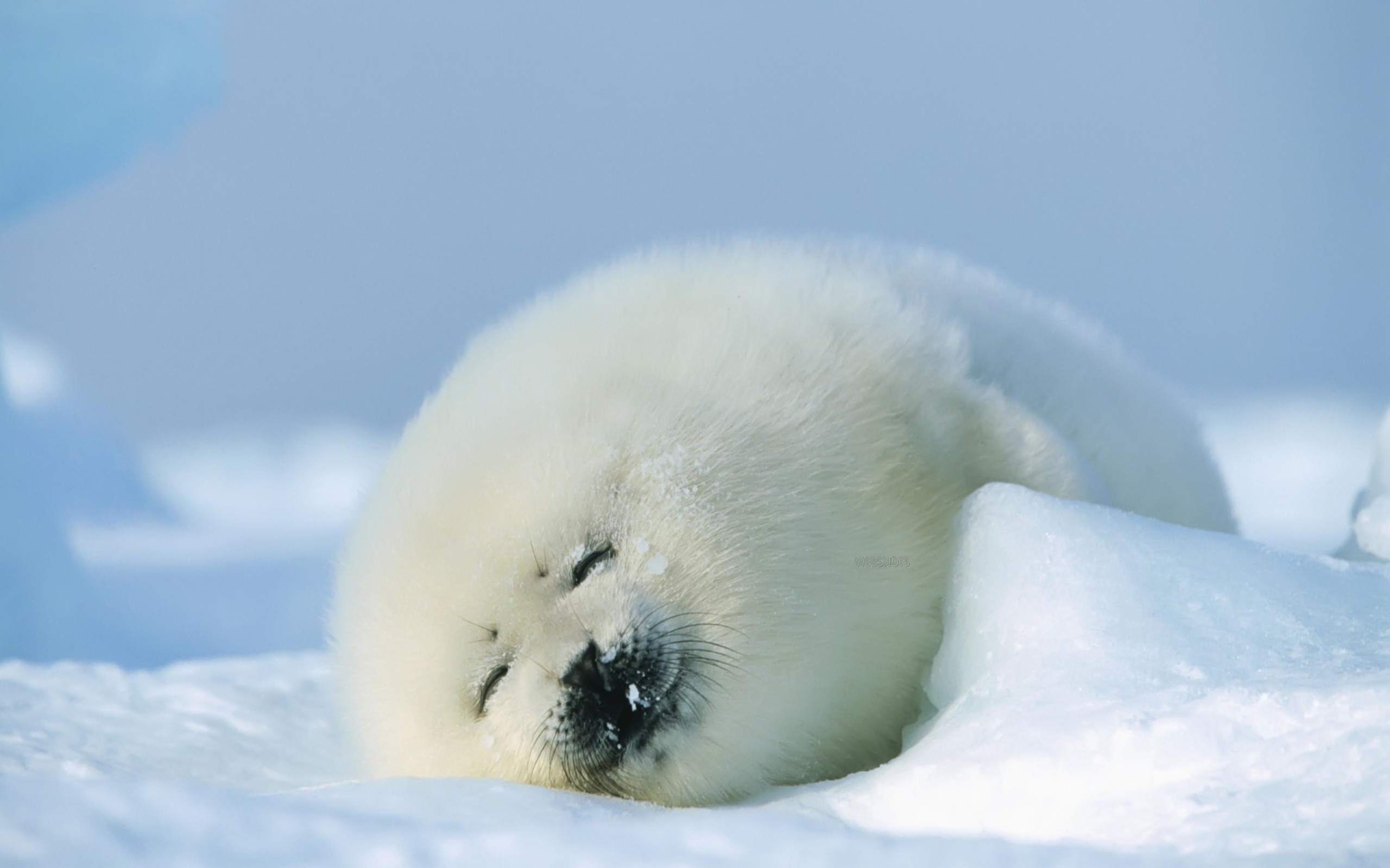 Harp seal, Baby Animal Wallpaper, 2560x1600 HD Desktop