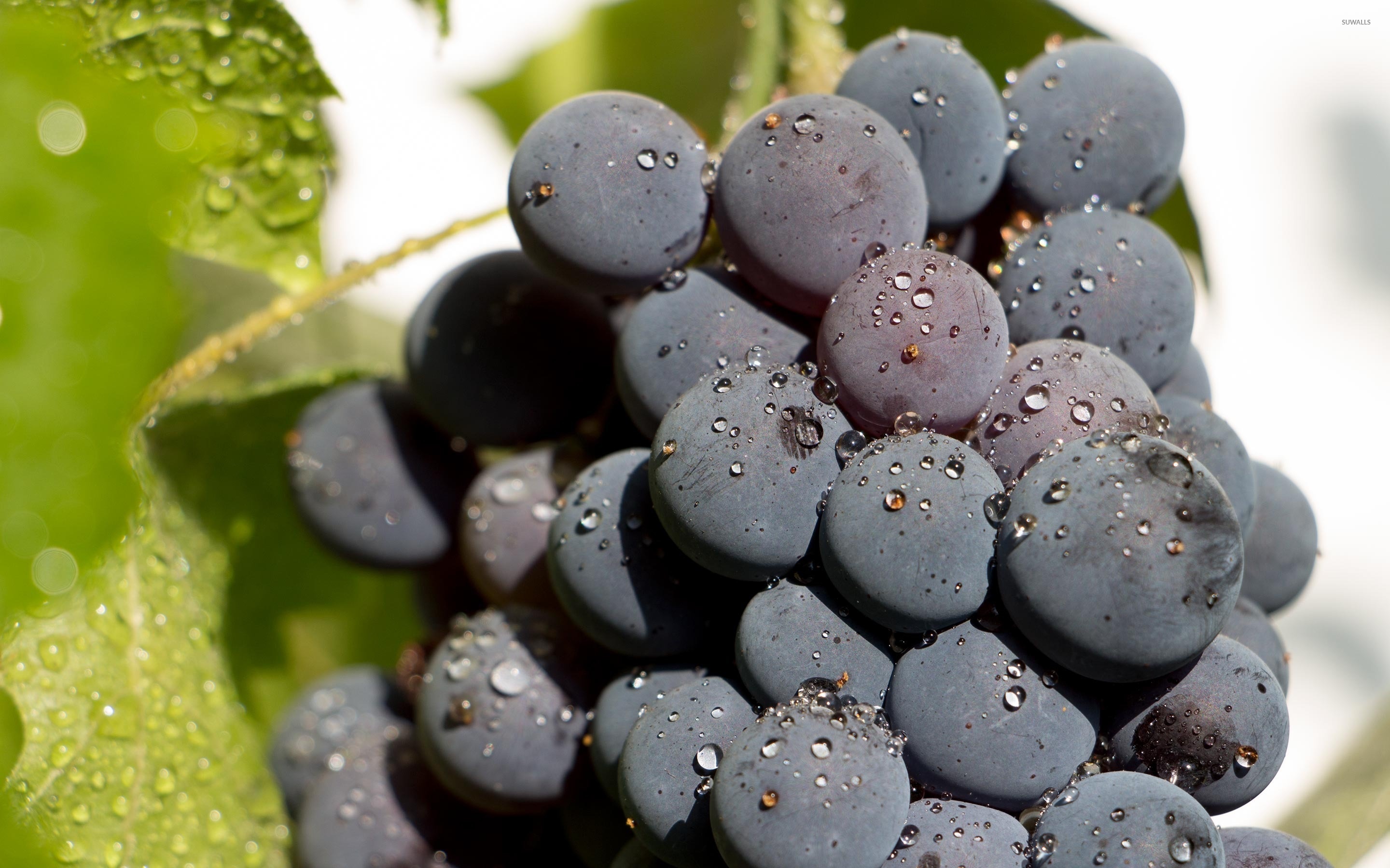 Fresh black grape, Stunning photography, Unique wallpaper, Captivating, 2880x1800 HD Desktop