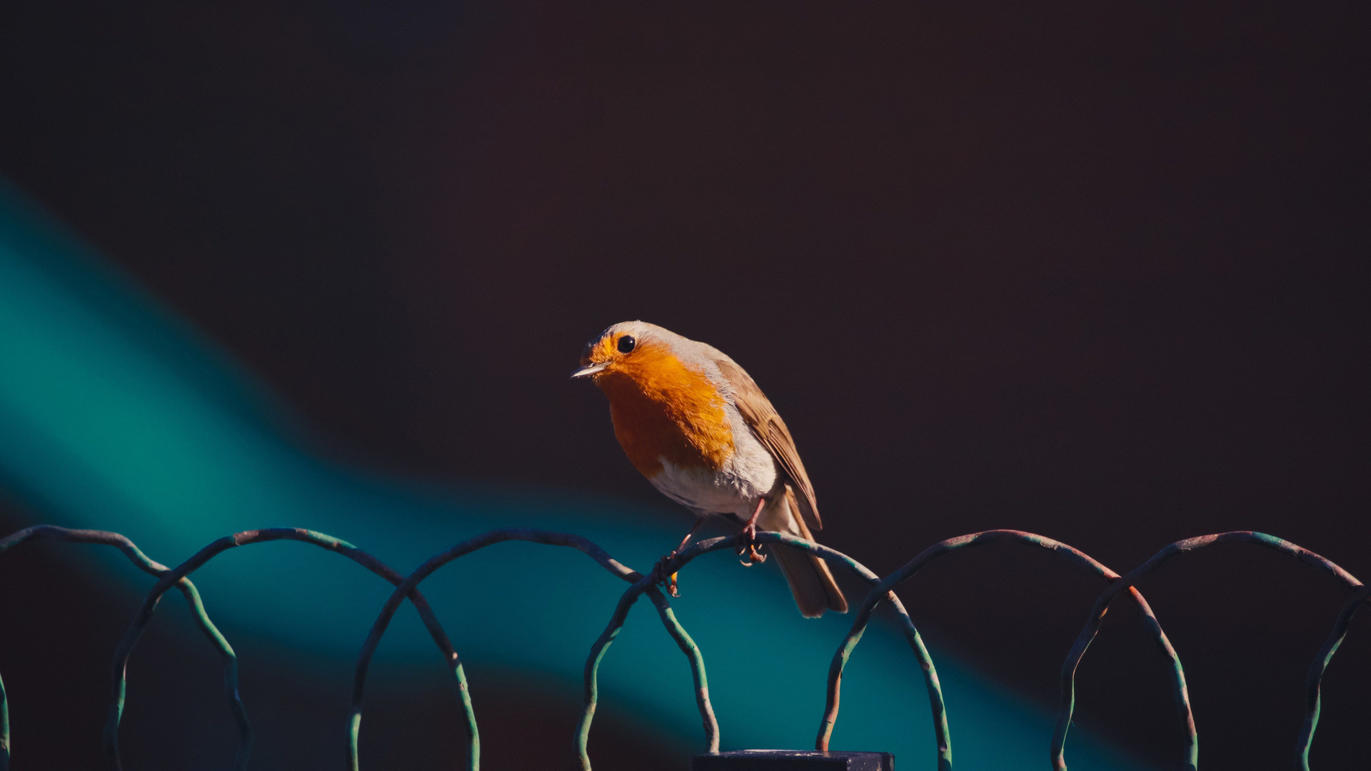 American robin bird, Laptop wallpaper, Full HD quality, Stunning visuals, 1920x1080 Full HD Desktop