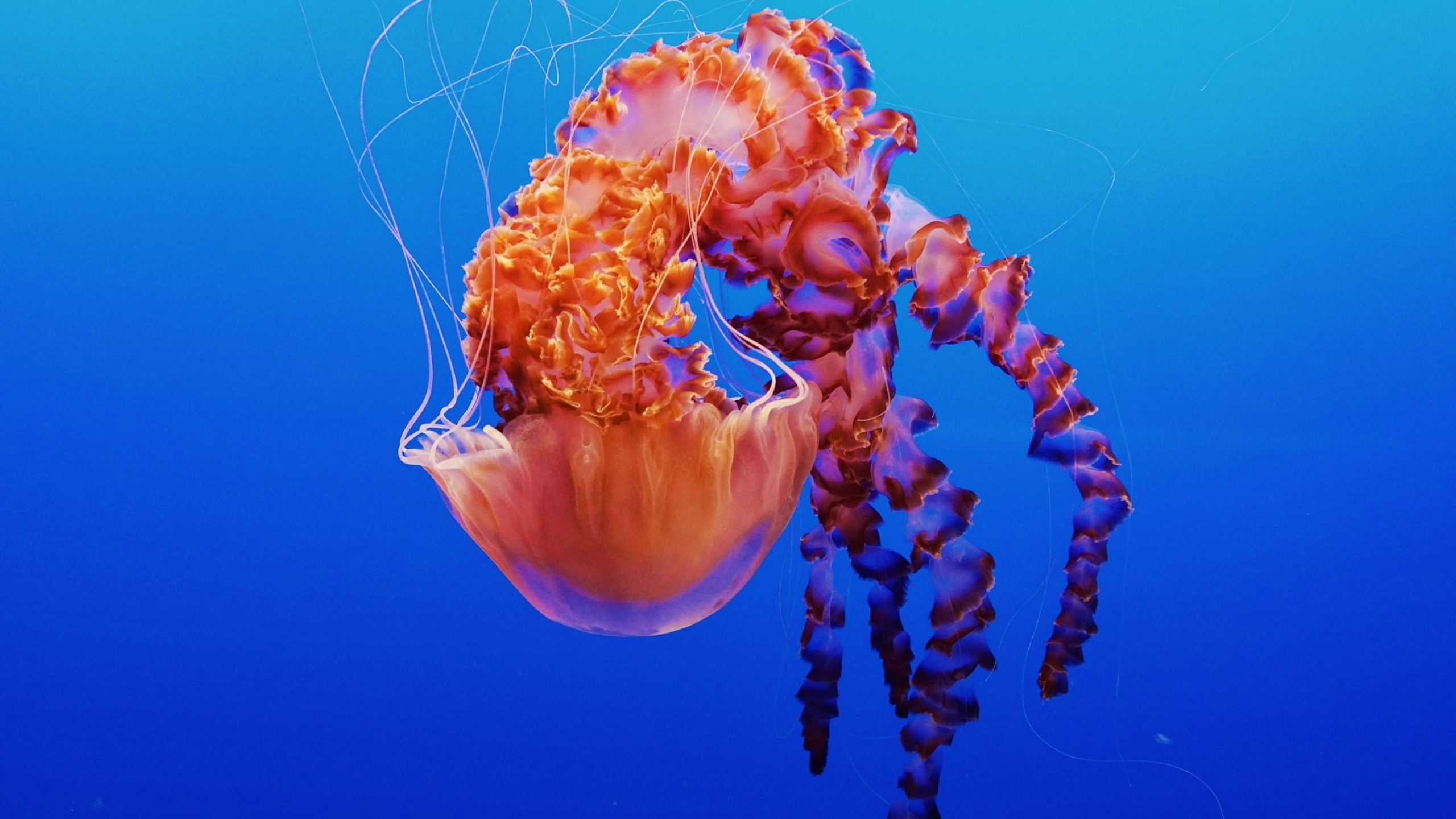 Chrysaora achlyos, Jellyfish Wallpaper, 2560x1440 HD Desktop