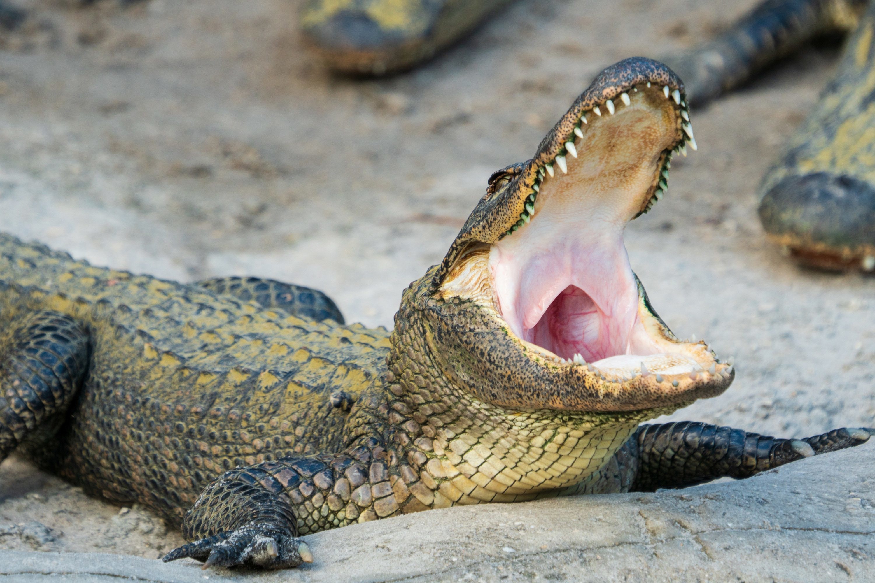 Philadelphia native, Eugene Bozzi, Alligator wrangling, Trash can, 3000x2000 HD Desktop