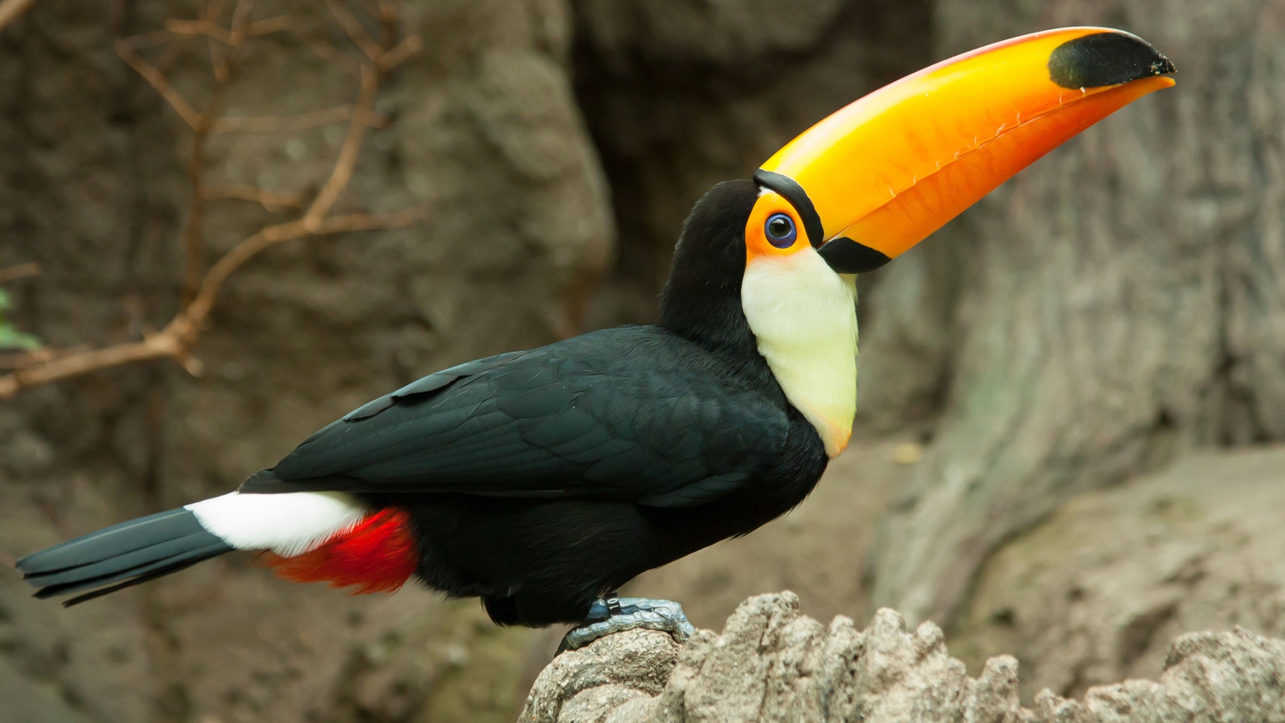 Toucan, 65 unique wallpapers, Colorful plumage, Exquisite bird, 2560x1440 HD Desktop