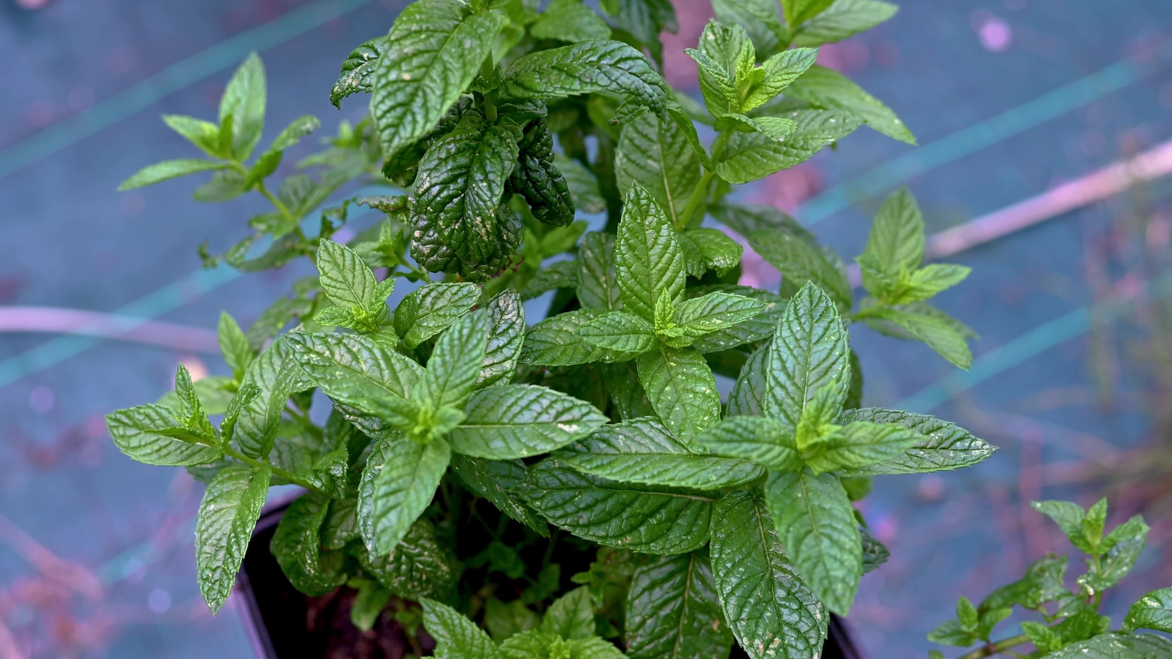 Spice seasoning, Mint plant extract, Flavor enhancement, Culinary ingredient, 3840x2160 4K Desktop