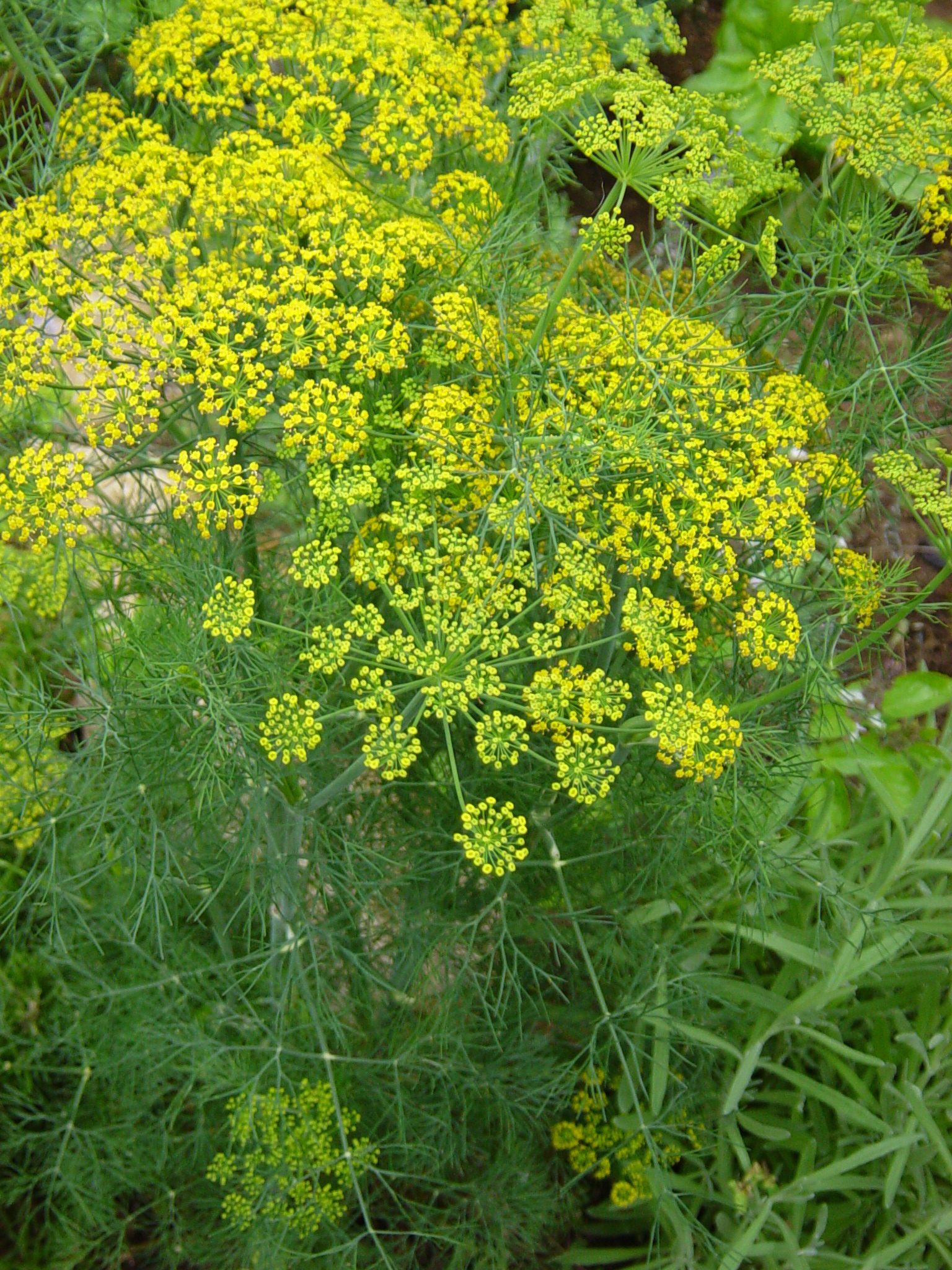 Organic dill seeds, Turtle Tree's initiative, Sustainable gardening, Seed preservation, 1540x2050 HD Phone