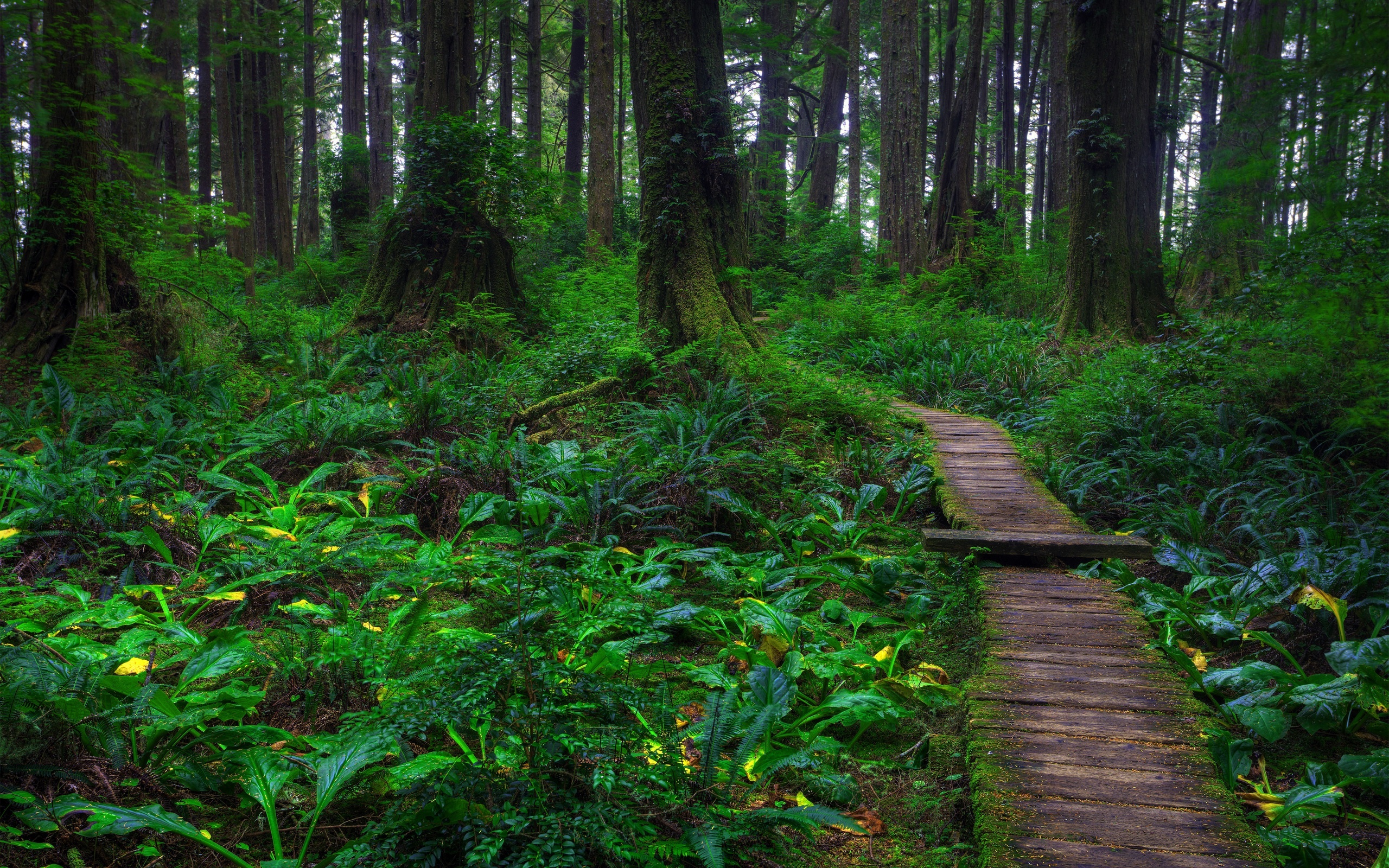 Wooden pathway, Nature's trail, Forest exploration, Into the wild, 2560x1600 HD Desktop