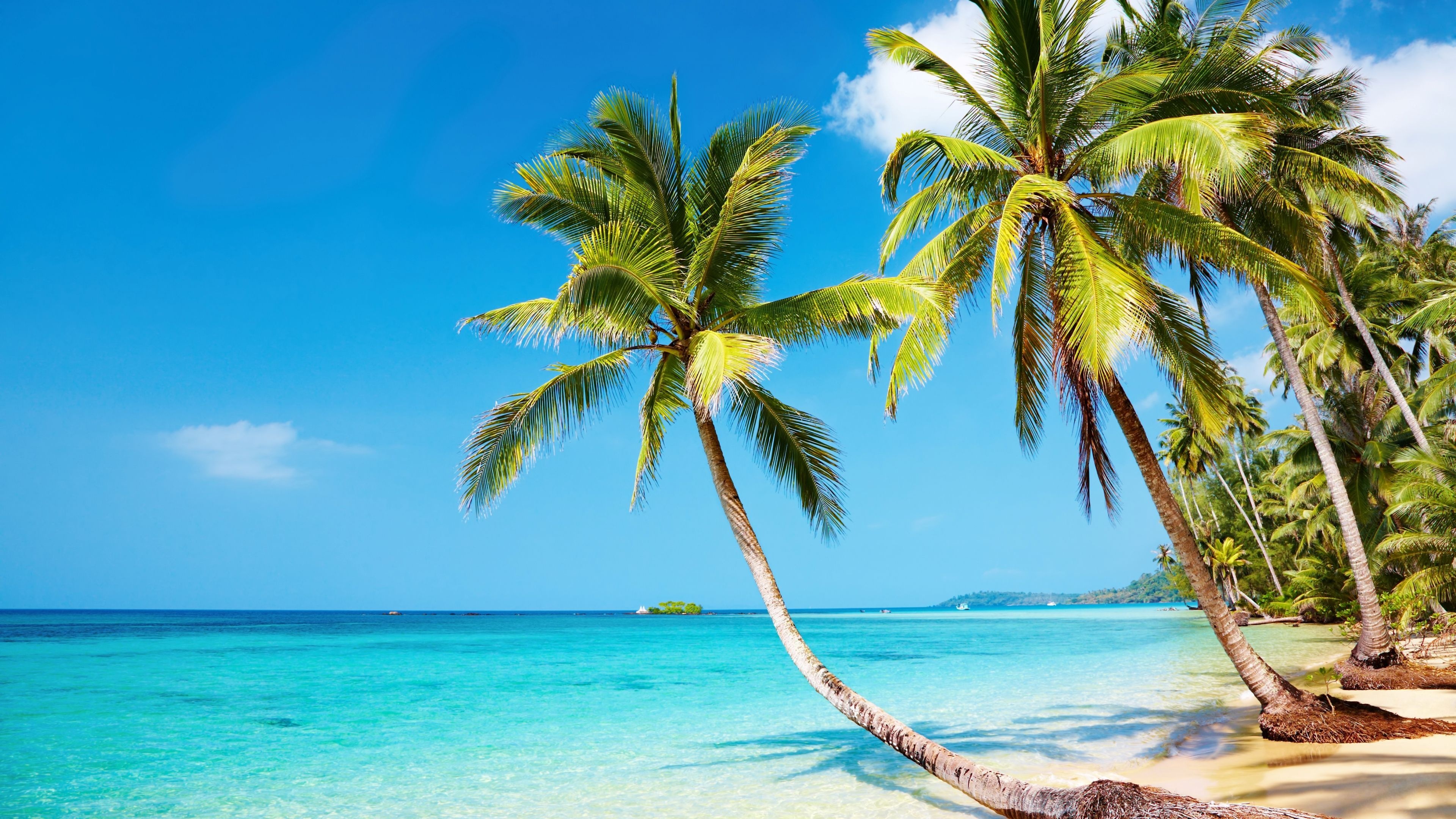 curved coconut palm tree, turquoise tropical ocean, sandy island beach, 4K Desktop wallpaper