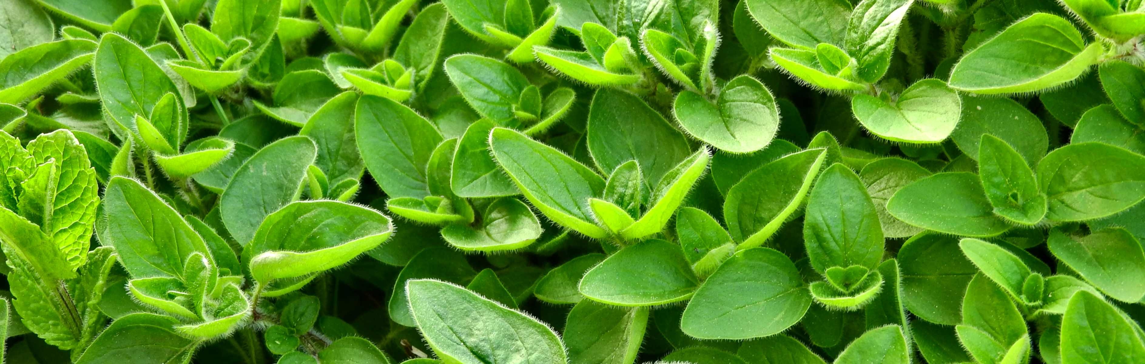 Marjoram oregano, Growing and sowing, Marjoram care, 3780x1200 Dual Screen Desktop