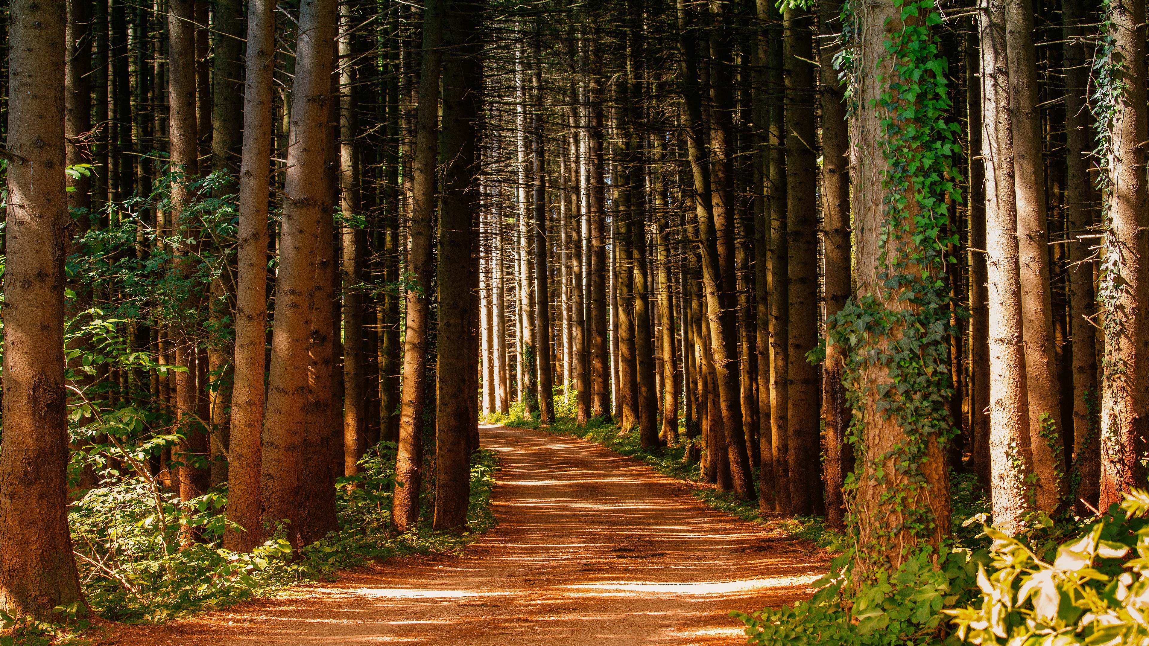 dense pine tree trunks, sunlit dirt forest path, ivy covered tree trunk, 4K Desktop wallpaper